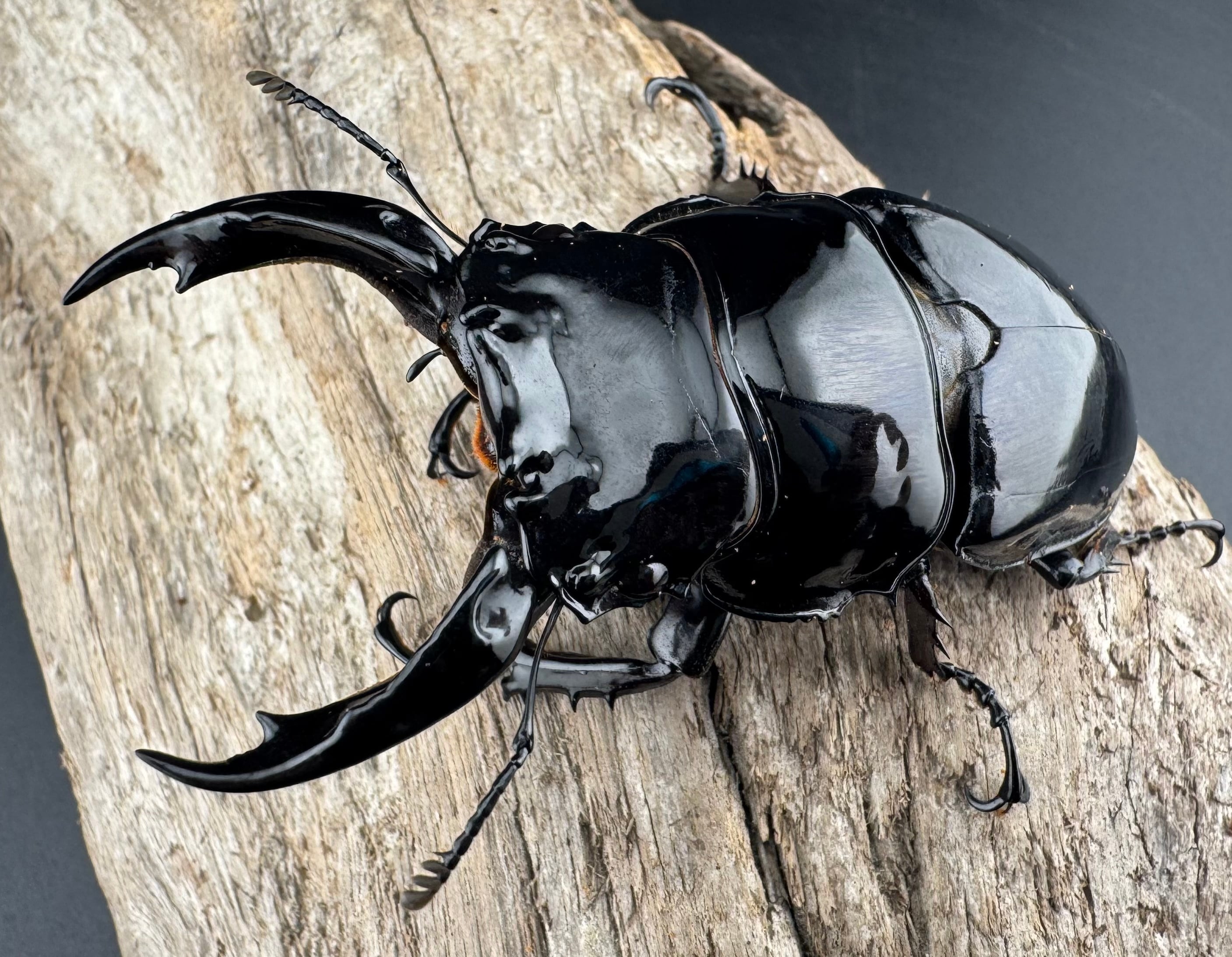 タランドゥスの仲間 | KPW公式オンラインショップ