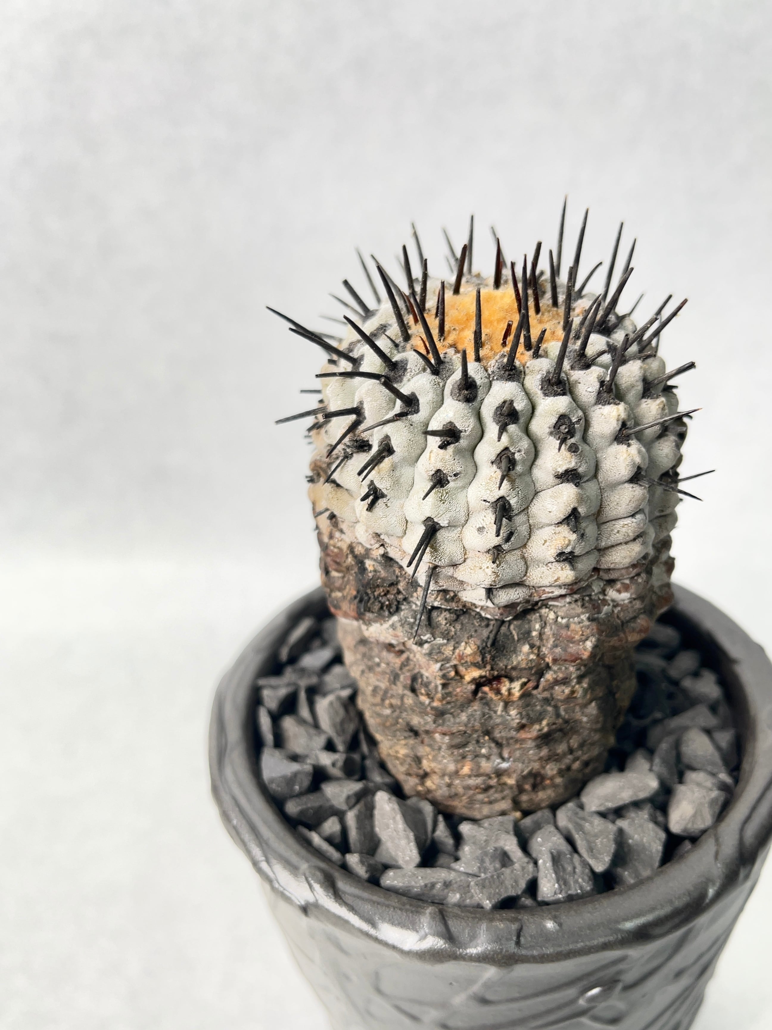 コピアポア・黒王丸 | trigger