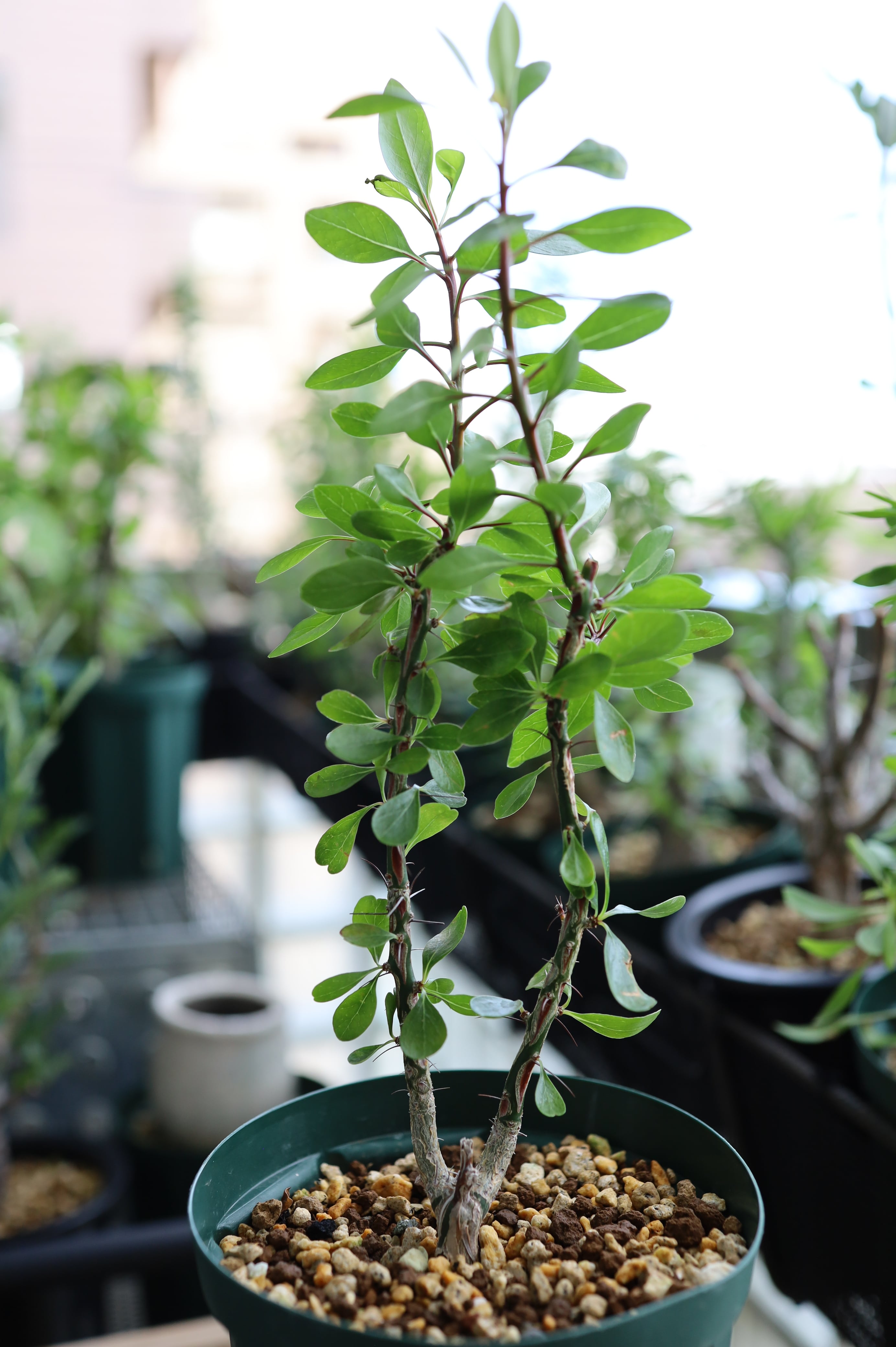 フォークイエリア・ファシクラータ | Fouquieria fasciculata _B