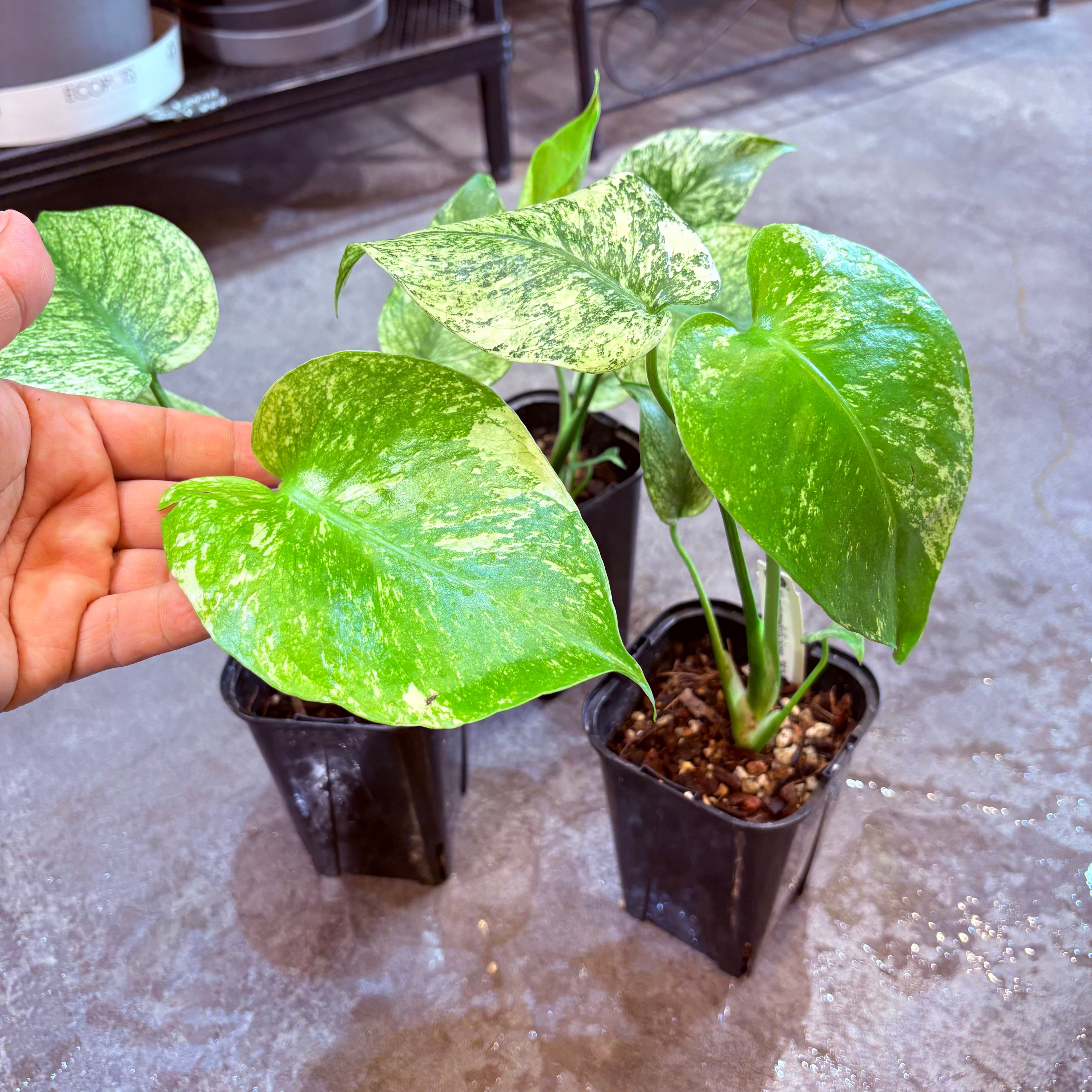 p*t様 L032品種保証！斑入り保証！モンステラ バルバソー フシギダネ