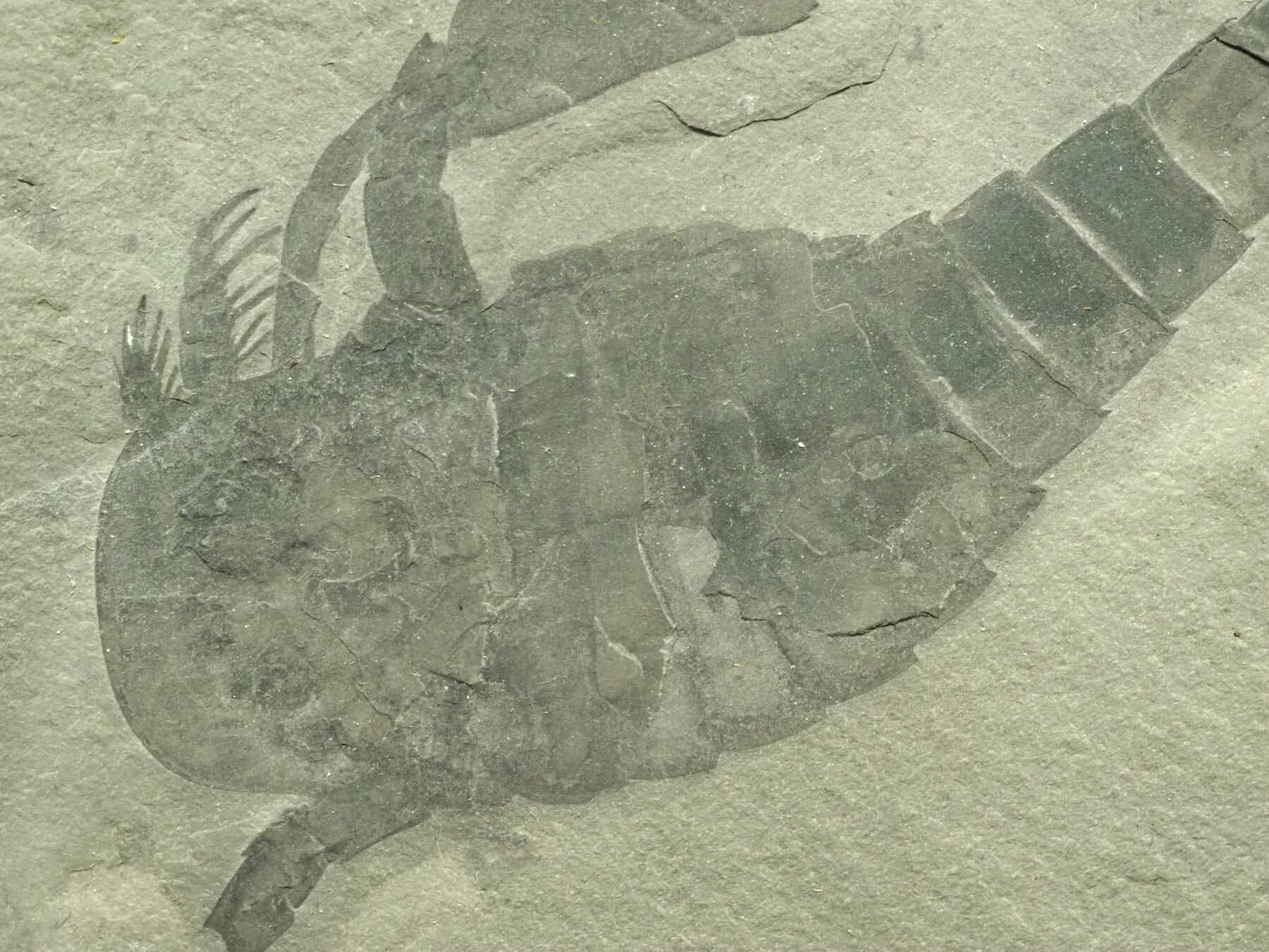 極上！ウミサソリの化石【Eurypterus remipes】【342g】アメリカ