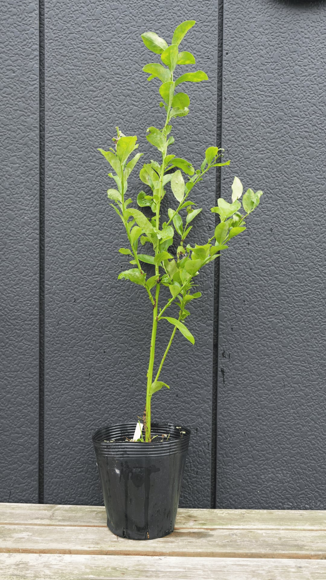 くろ➀-2ホワイトサポテ ルーク 接木苗 ➀-2ホワイトサポテ ルーク