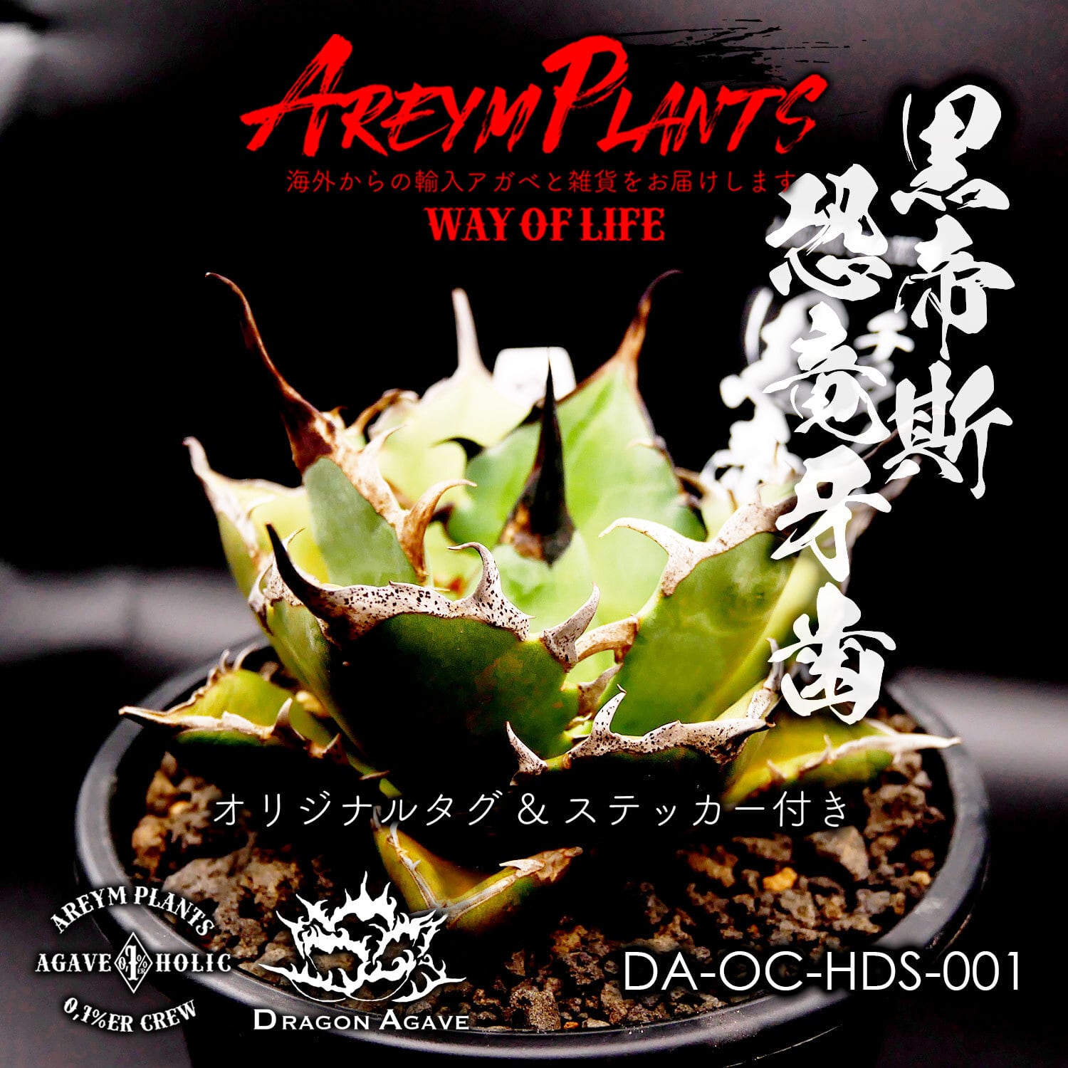 A299 特選アガベ チタノタ Hadesハデス恐竜牙歯陽炎狂棘 極上大株