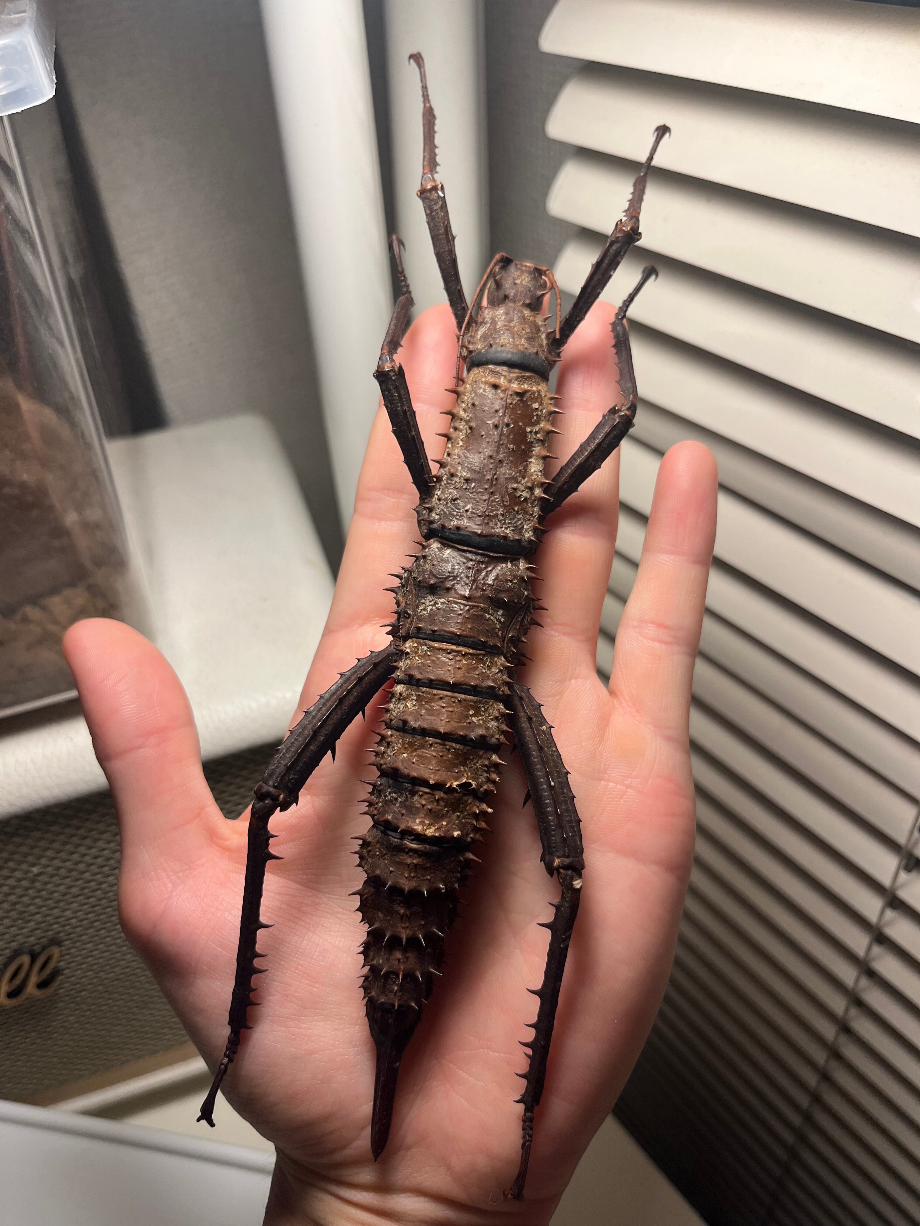 特大♀】トゲアシフトナナフシオバケフトナナフシコノハムシカマキリ