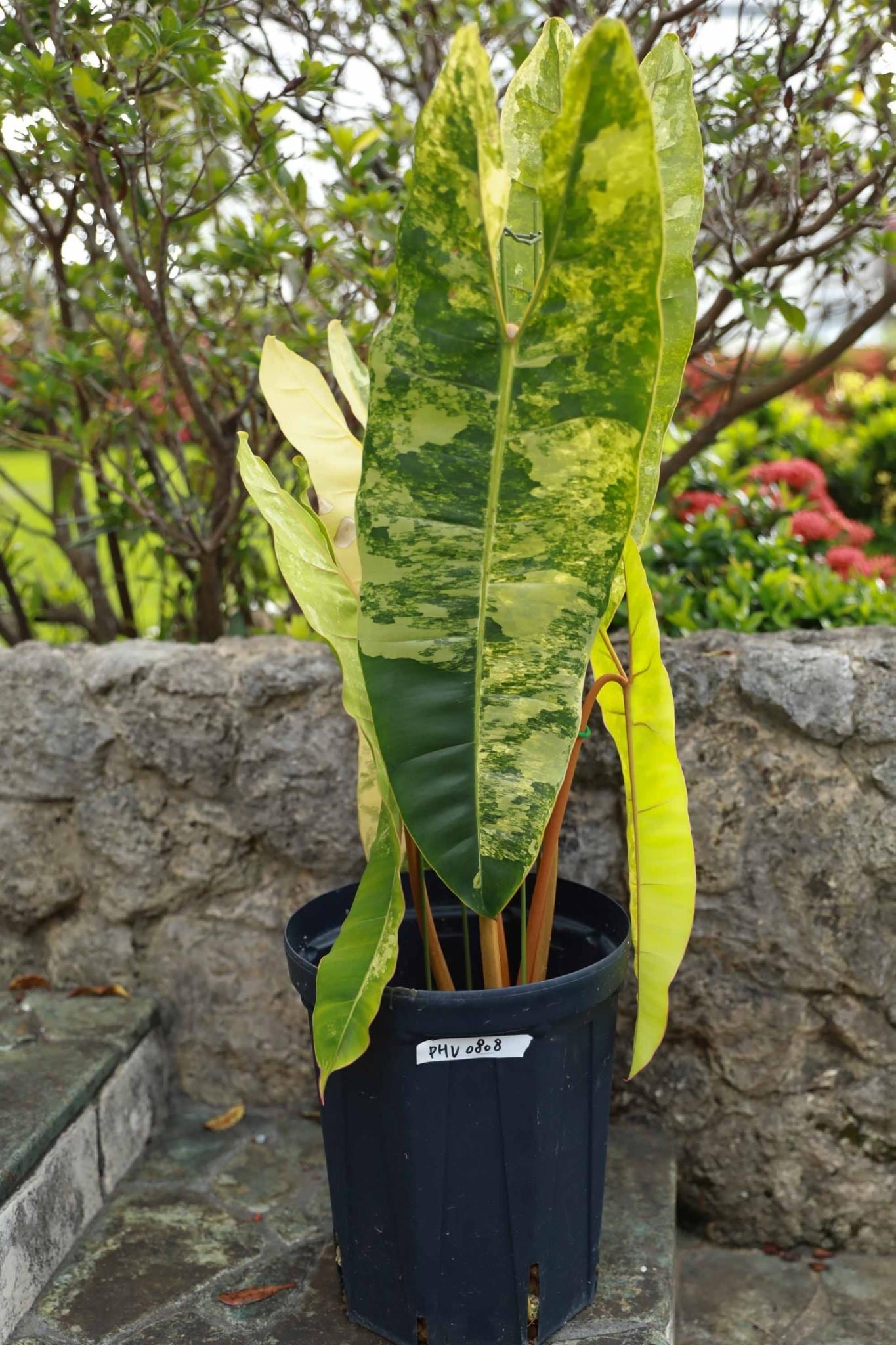フィロデンドロン ビレッティア 斑入り 大株【激レア】Philodendron