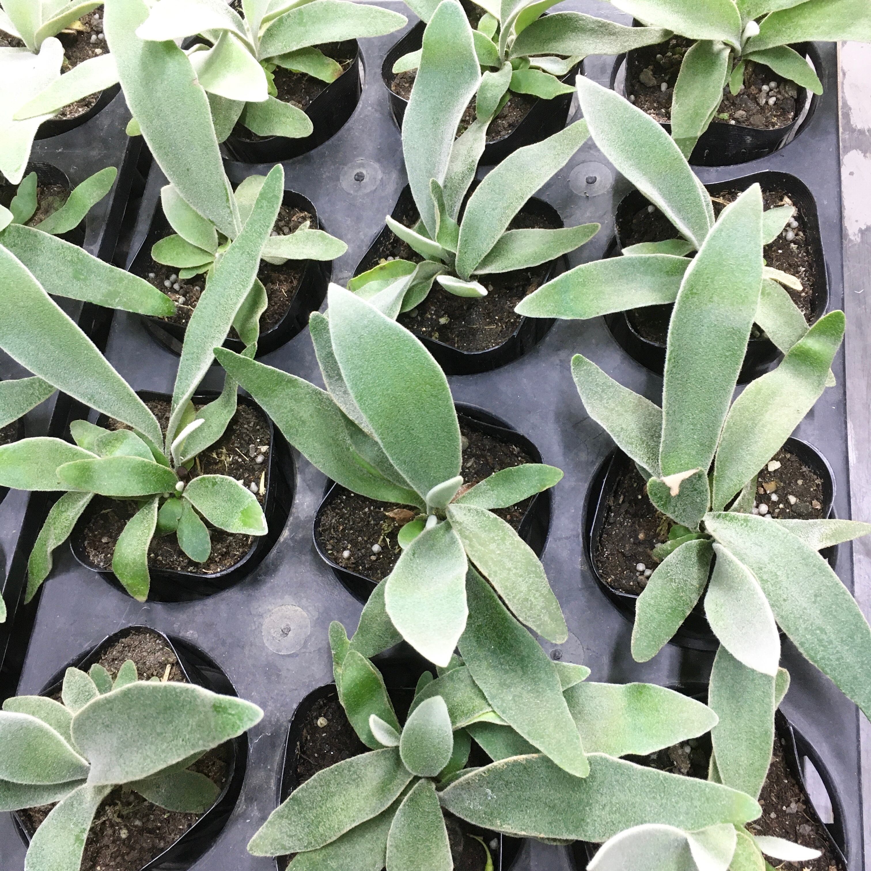 ビカクシダ ビーチー (Platycerium veitchii) ポット苗 | PLANTS SHOP