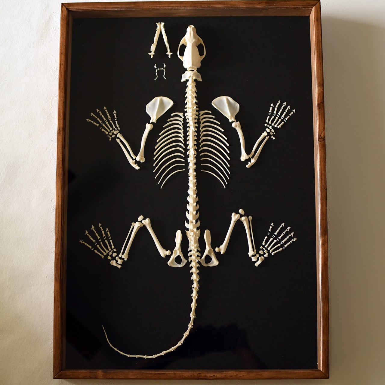 ハクビシンの全身骨格標本（平面） | ほねとはね ONLINE SHOP
