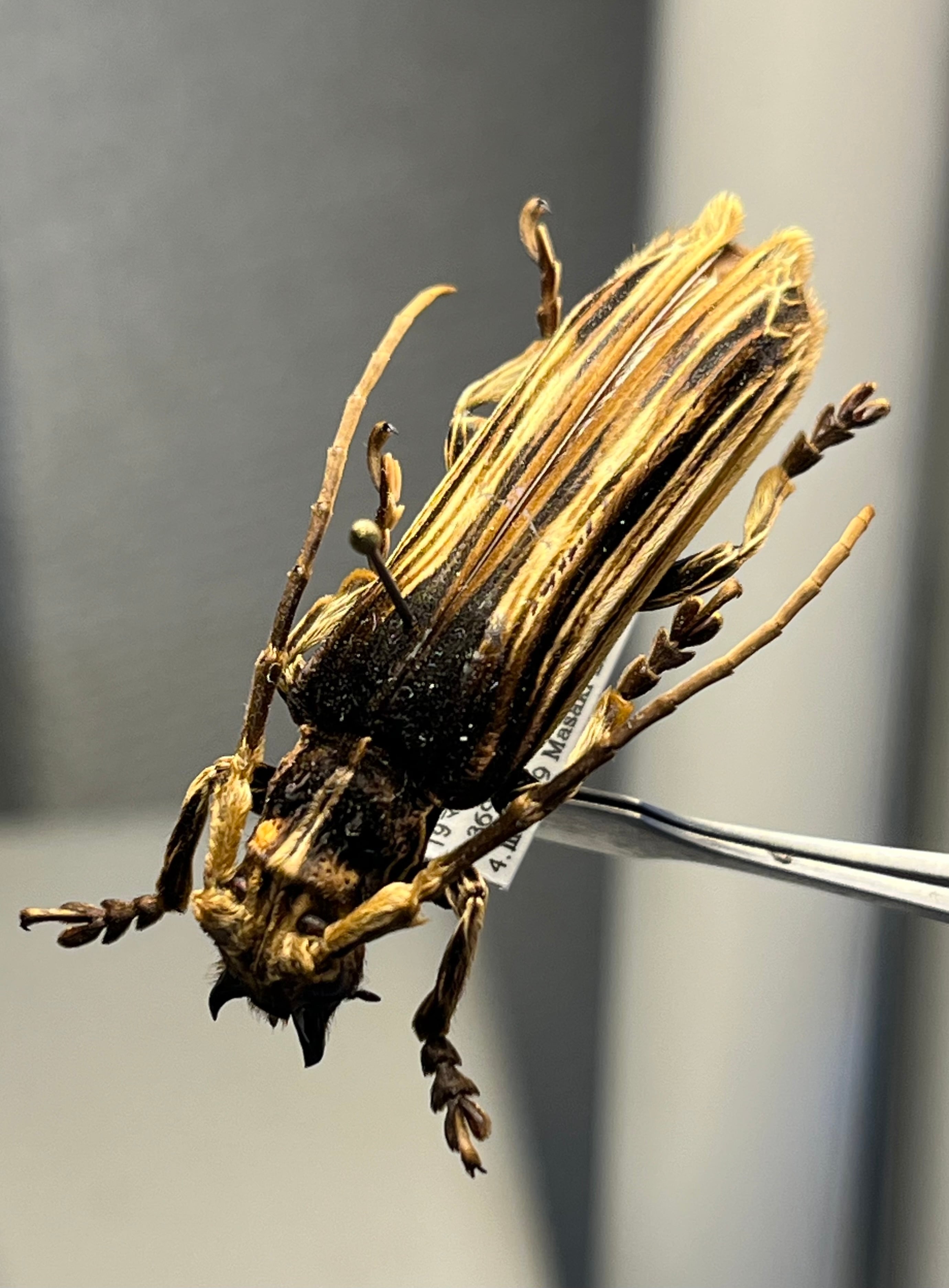 天牛 | オモニキチュウ