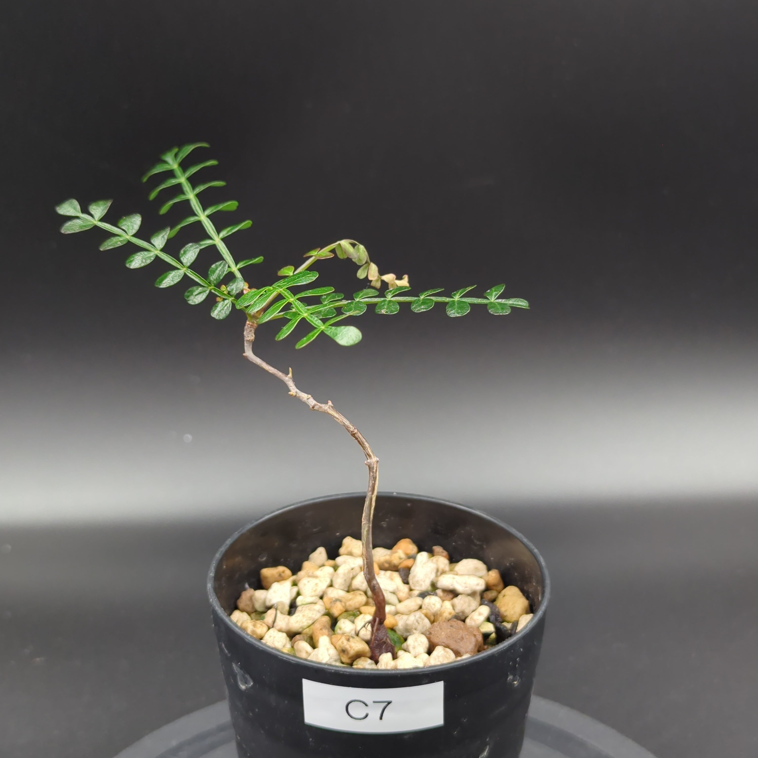 オペルクリカリア パキプス 実生2年 | BRIDGE GARDEN