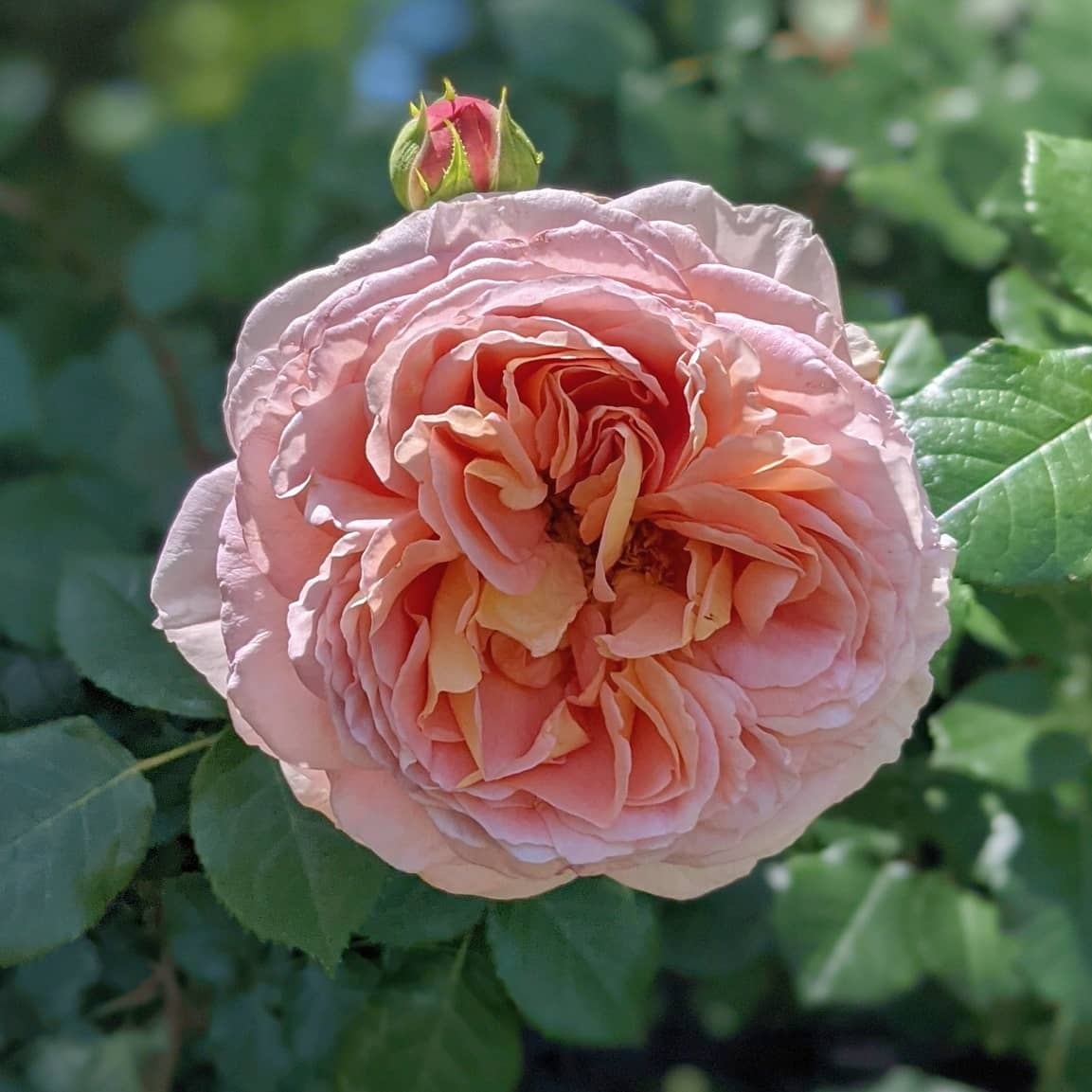 ひみは」 和バラ苗 切り花品種 レアバラ 2点 Maimai」切り花品種バラ苗