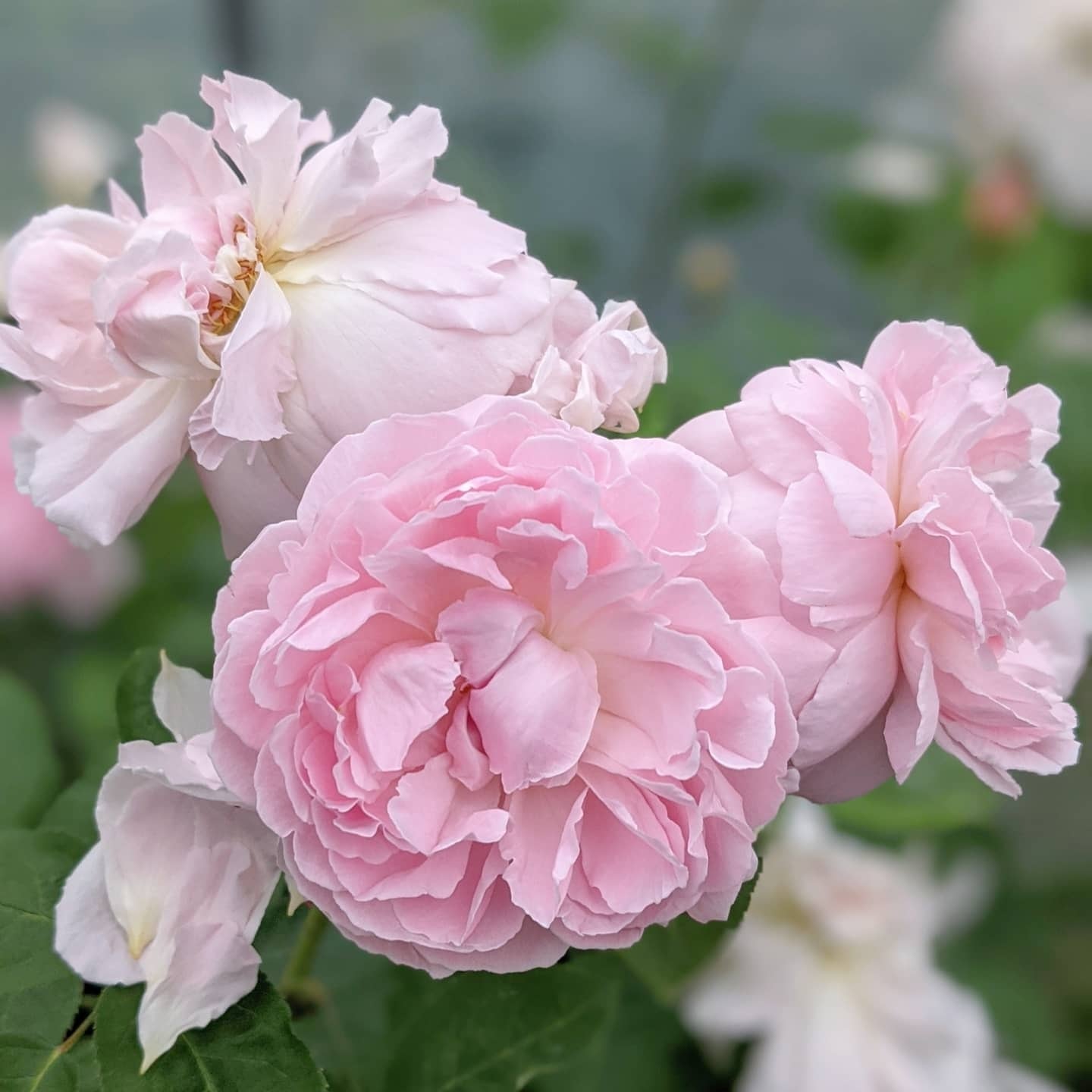 ルドゥーテ | 天空のバラ園(無農薬バラ苗・花苗・クレマチス・ハーブ