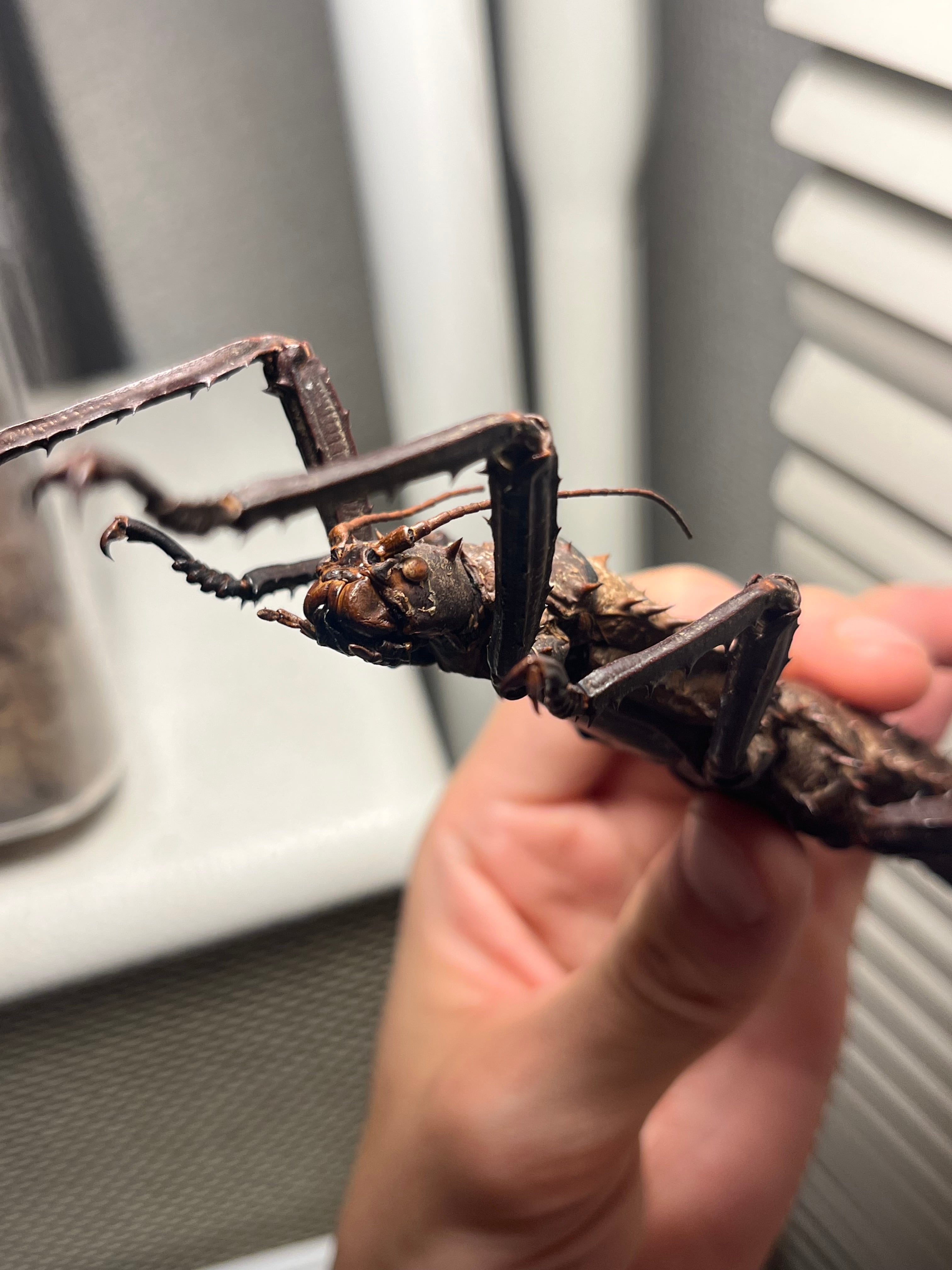 特大♀】トゲアシフトナナフシオバケフトナナフシコノハムシカマキリ