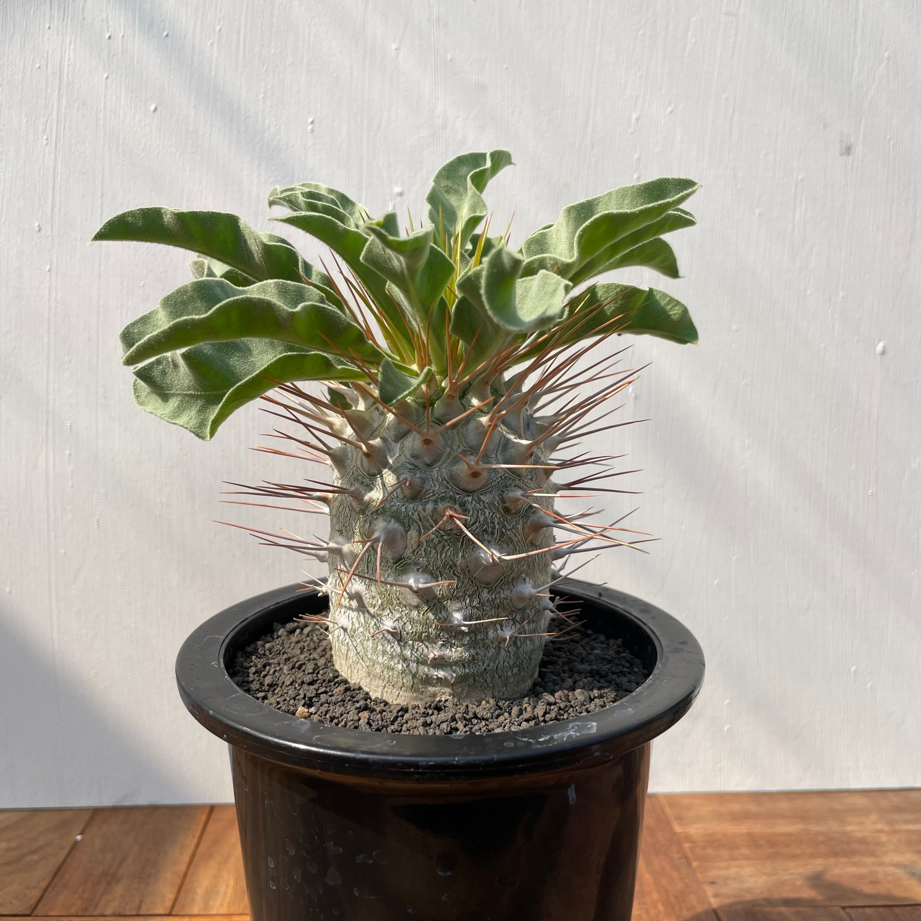 Pachypodium namaquanum【パキポディウム・ナマクアナム・光堂