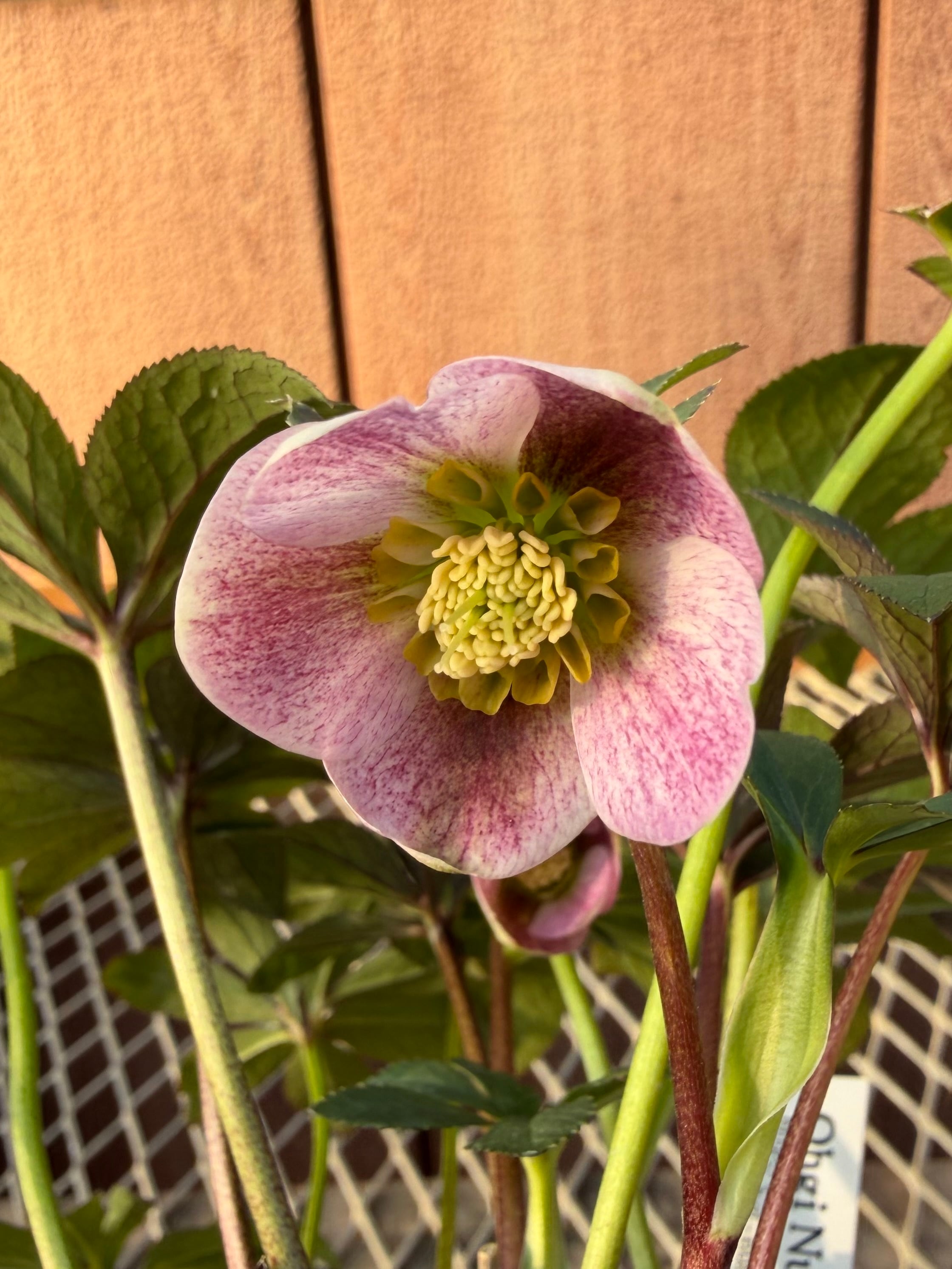 ポーセリンhyb. 大木ナーサリー ※蕾無し特価 クリスマスローズ【Og12