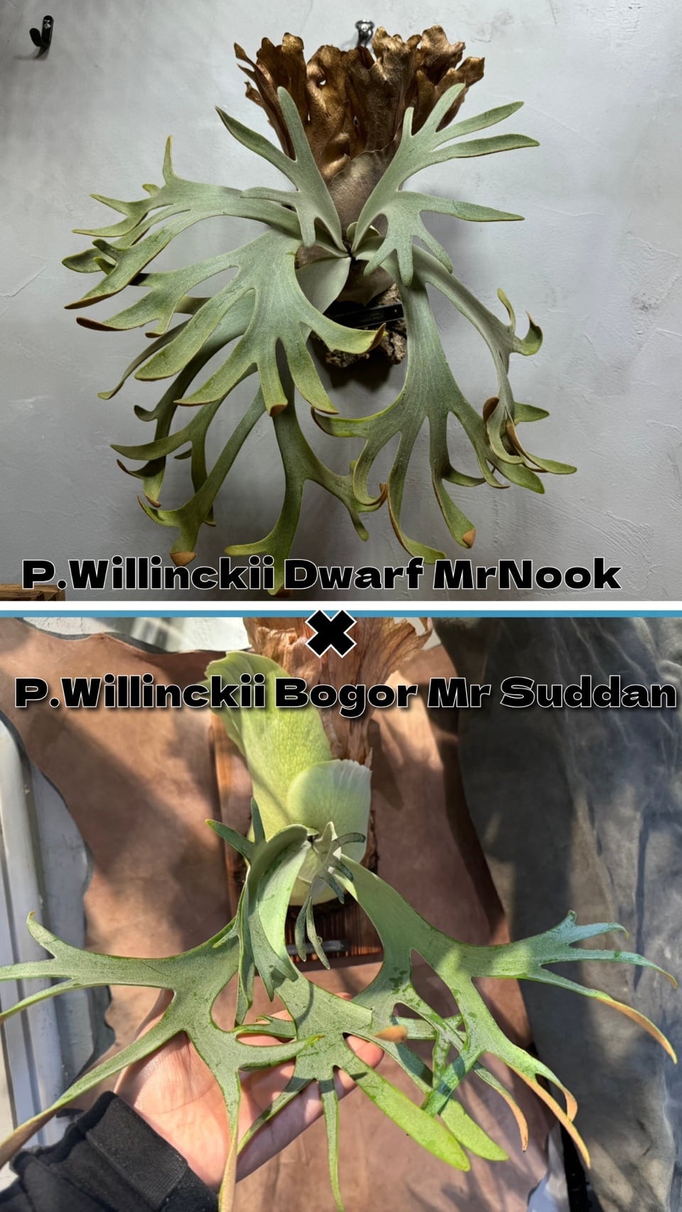 ビカクシダ willinckii Dwarf Nook × Bogor Mr. Suddan (mix spore