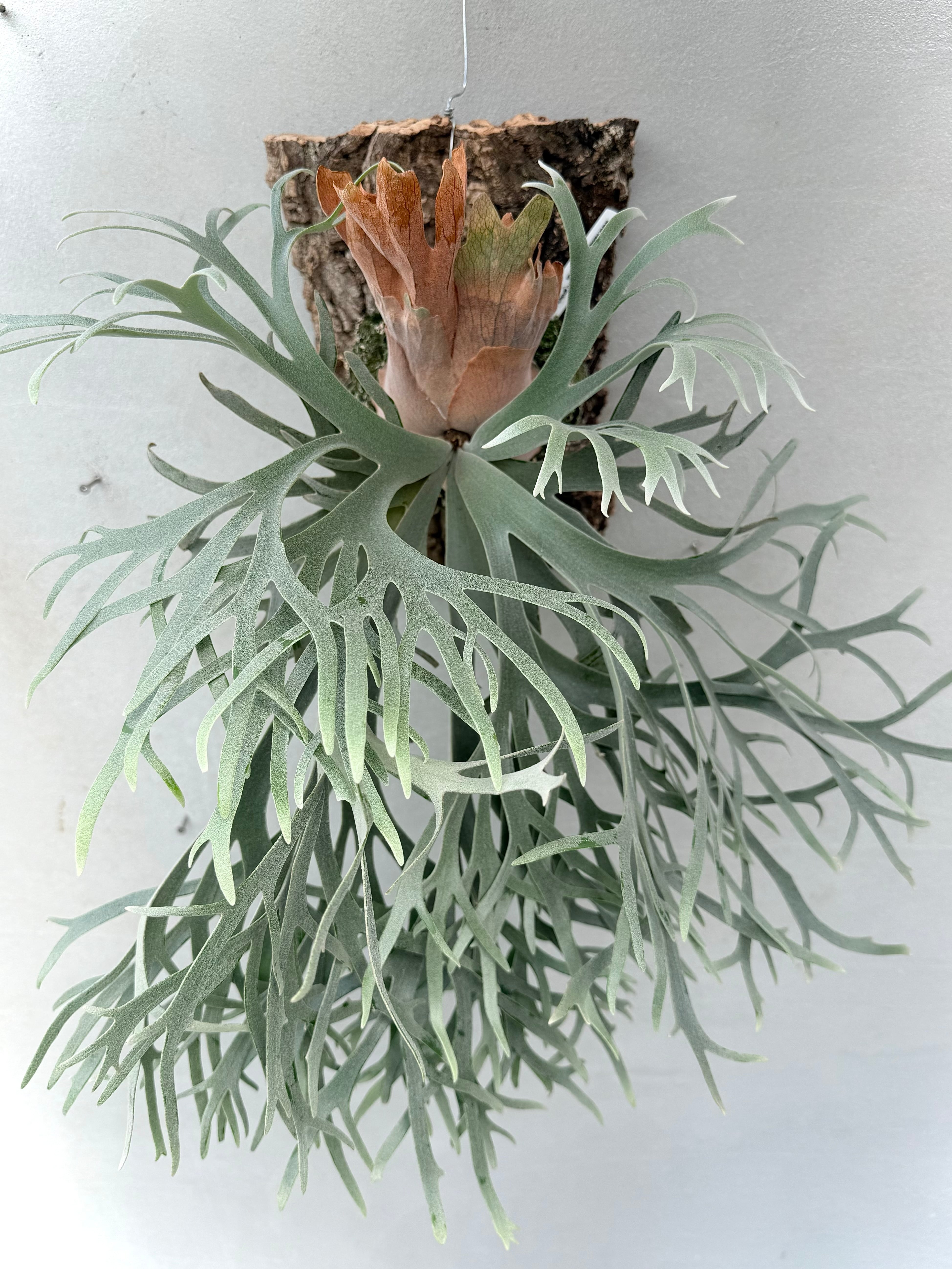 P.willinckii ビカクシダ ウィリンキー Botany Valley dwarf tatuta