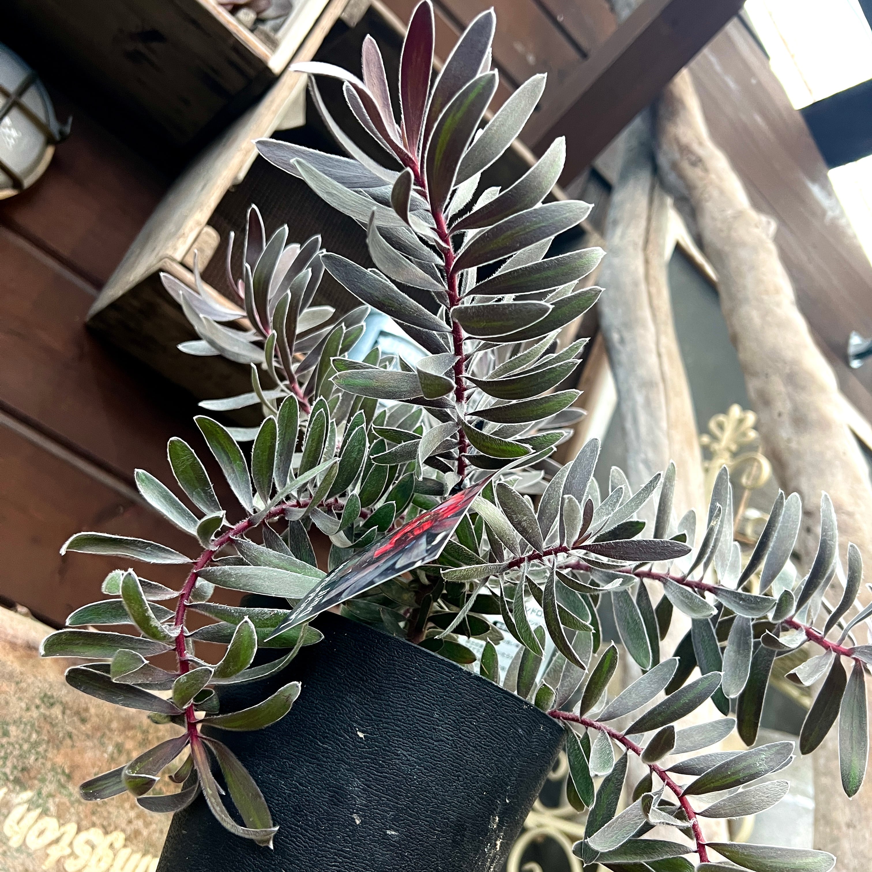 リューカデンドロン デュリフ | 沼ノ上農園