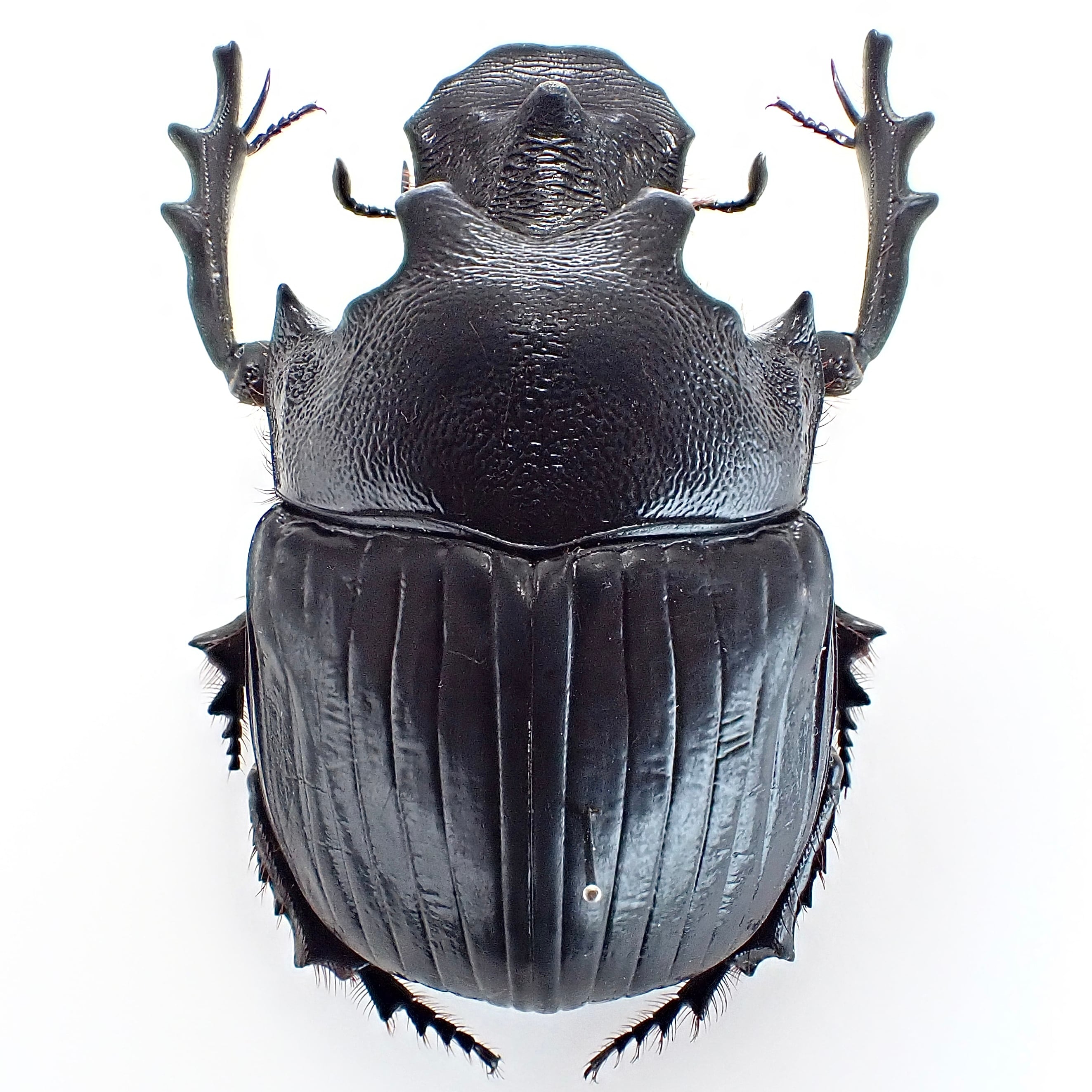 タンザニア産 Heliocopris pirmal ♂ 51mm XL | 昆虫標本 Diggers