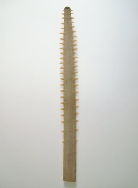 ノコギリエイ 吻 歯 | 地球屋