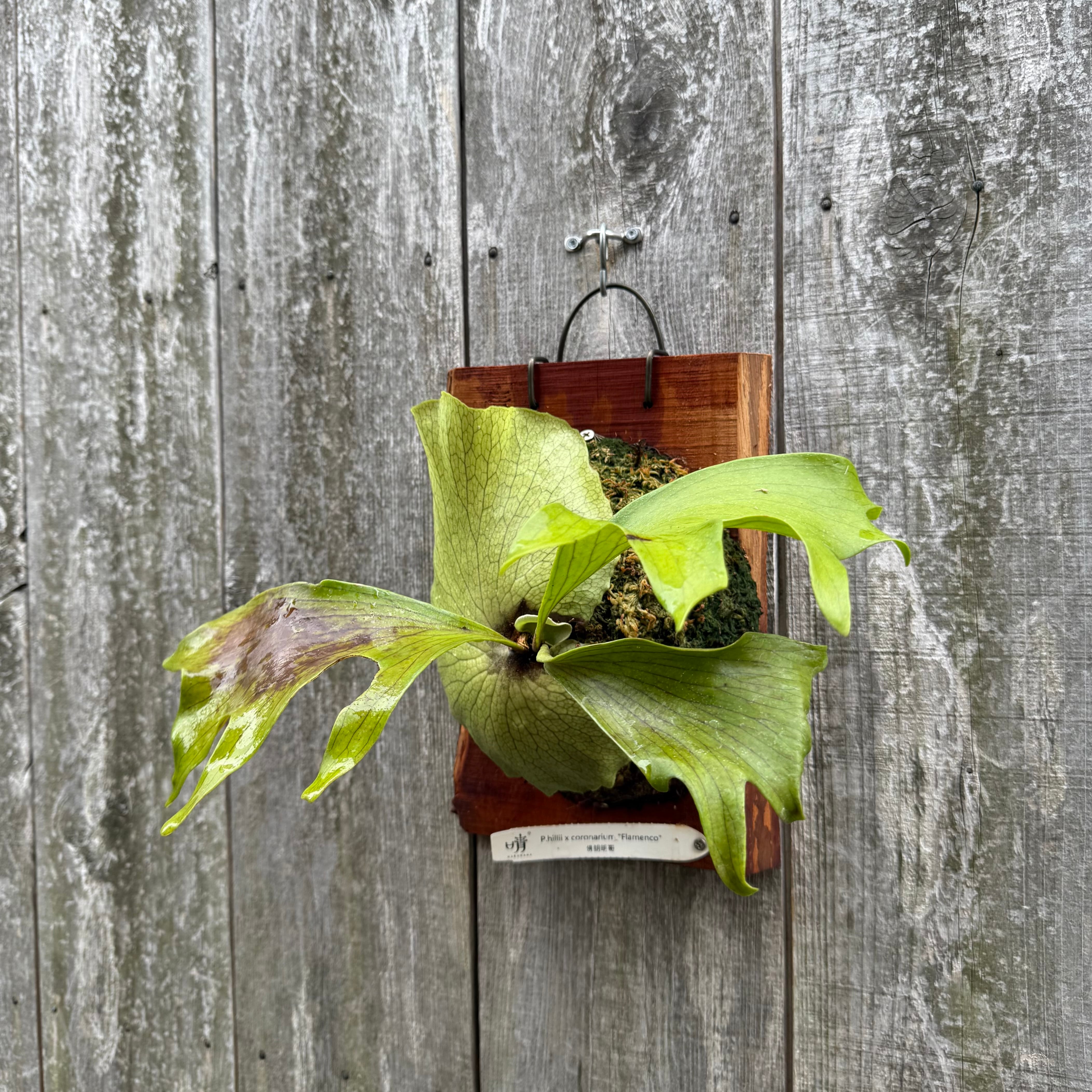 P. Flamenco (hillii x coronarium) | naturefix