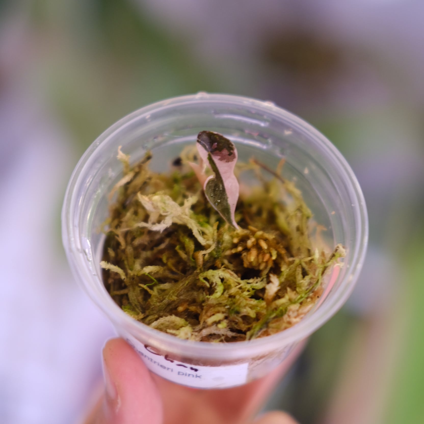 Alocasia chantrieri pink│アロカシア シャントリエリ ピンク⑦│観葉