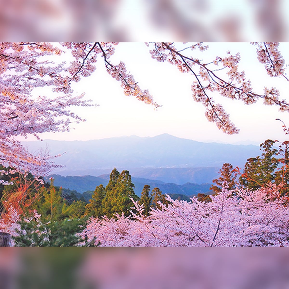 桜のフレーム』KICオリジナル ダイヤモンドアートキット A2サイズ 四角