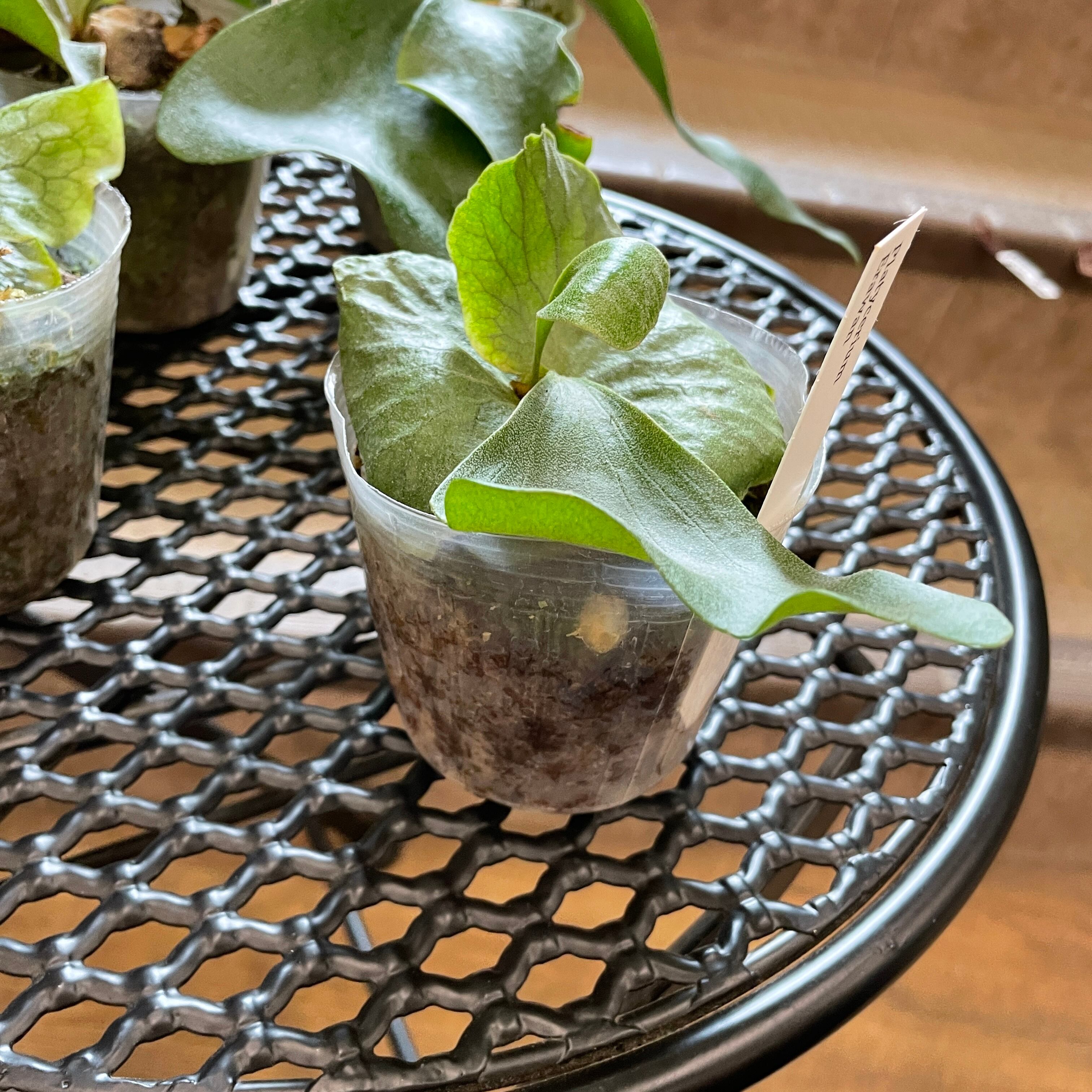 ビカクシダ プラティセリウム エラワン コウモリラン 麋角羊歯