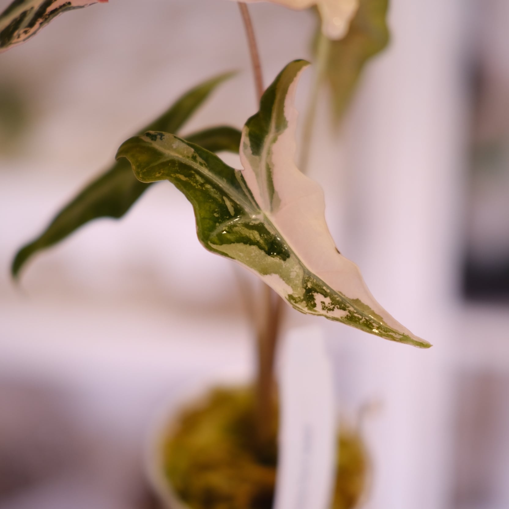 じ*む様 アロカシア ノビリス ピンクk Alocasia Nobillis Pink