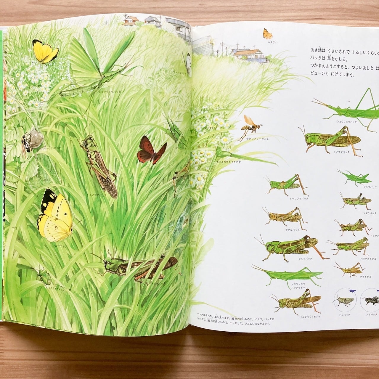 夏の虫 夏の花 645種の身近な生きものの世界 (福音館のかがくのほん