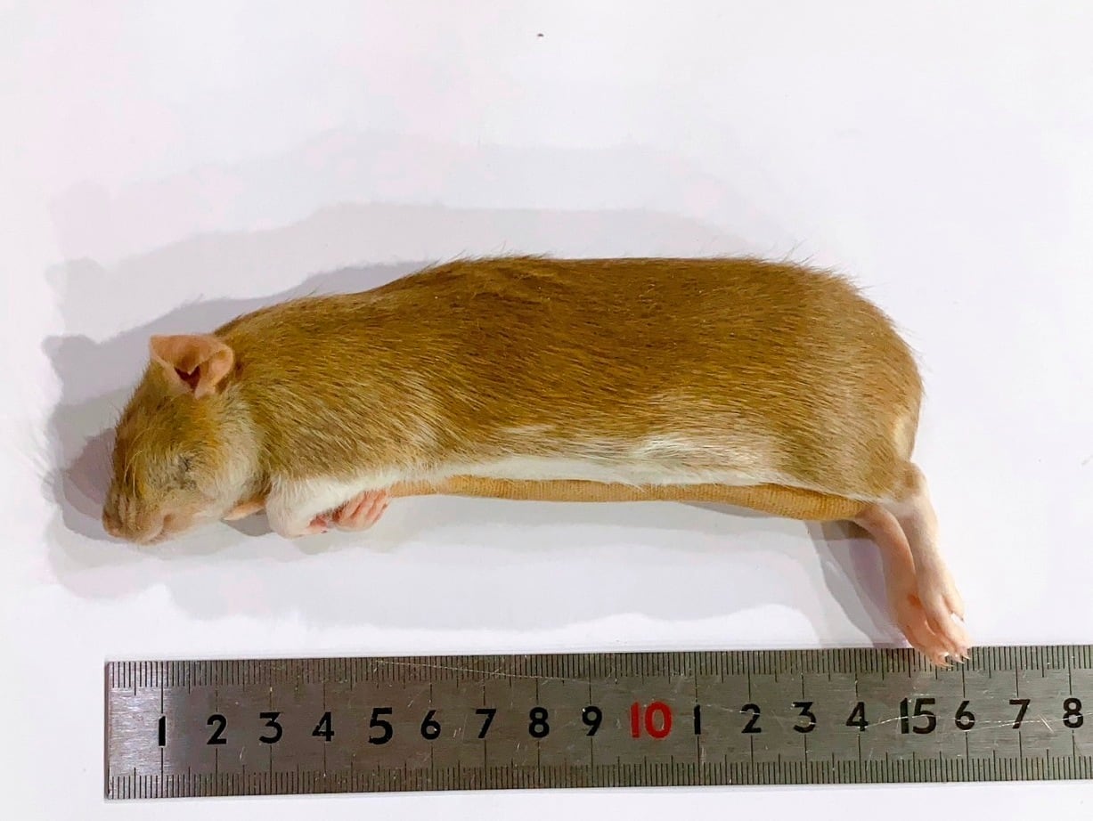 冷凍ラット Sサイズ | ネズミ屋さん