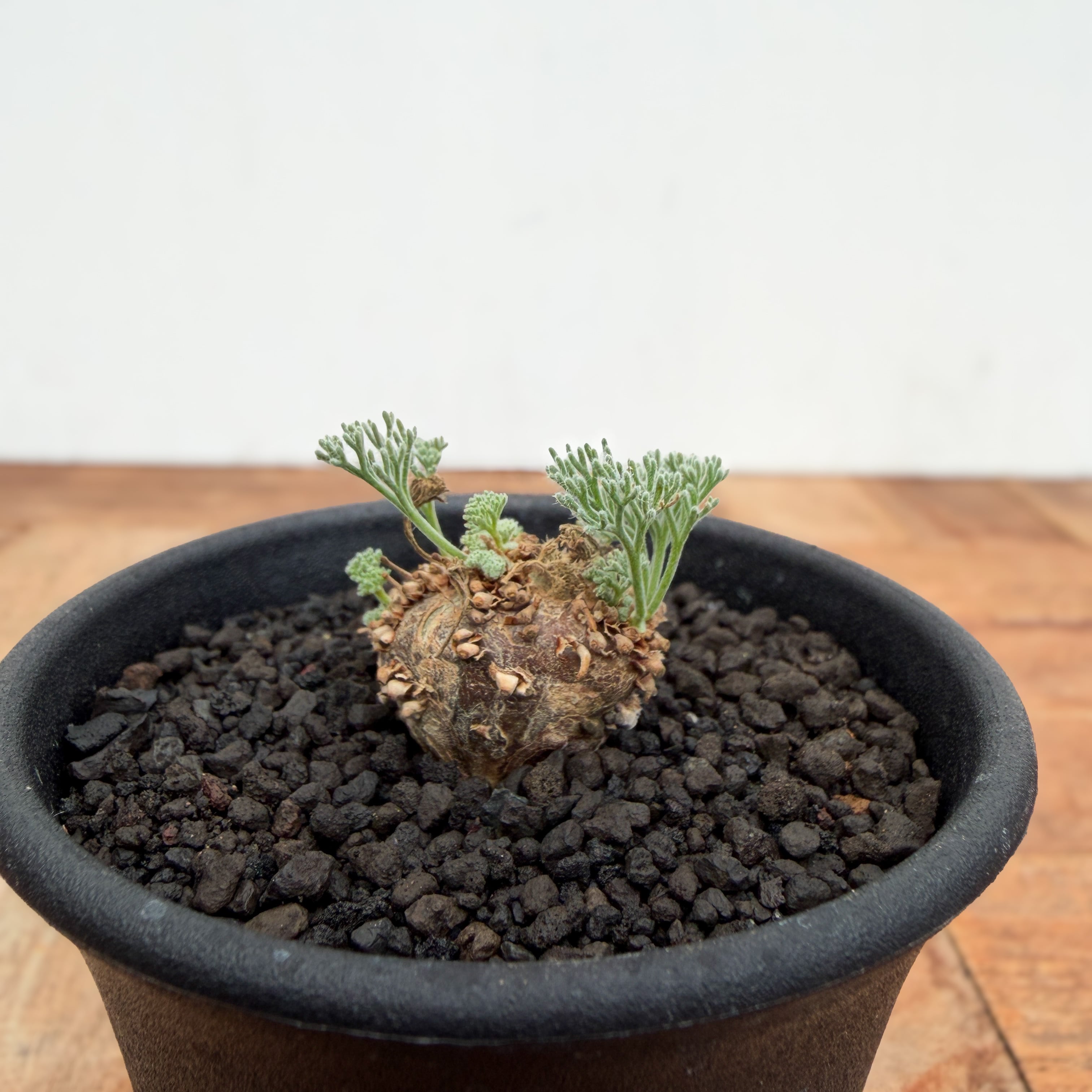 Monsonia peniculina 【モンソニア・ペニクリナム・実生】 | RIMO'S