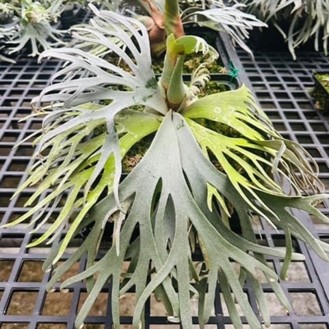 P.willinckii 'Bacteria' / ビカクシダ ウィリンキー バクテリア⑦