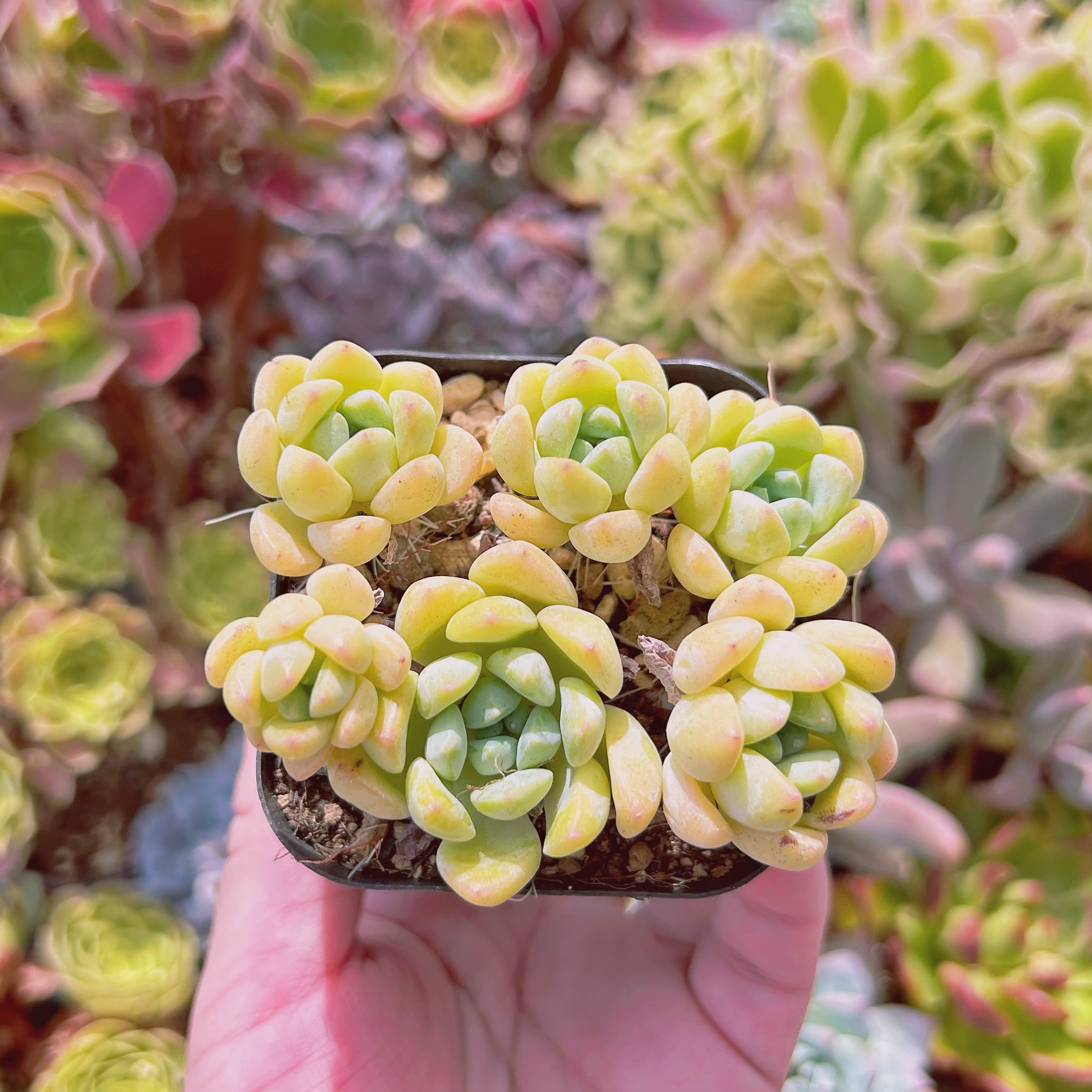 Top【選抜株】 多肉植物 23472ウェルス 105個 プラグトレー苗 Top