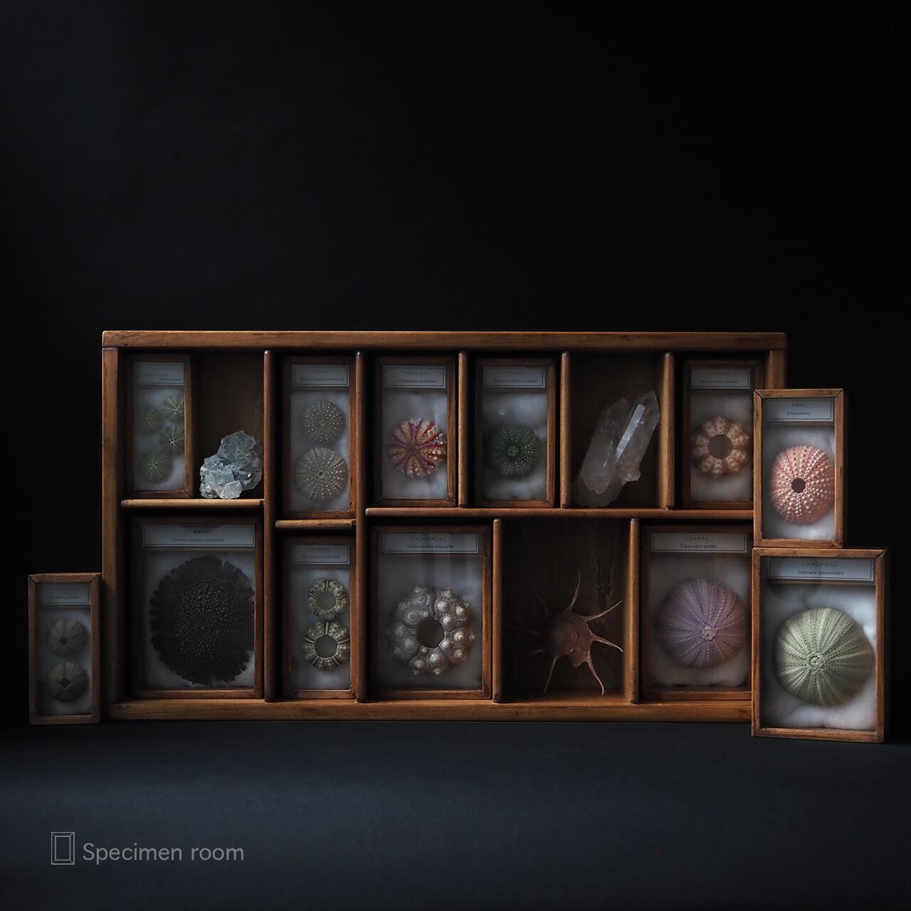 昆虫標本箱 昆虫標本箱 昆虫標本箱のおすすめ人気ランキング【2026年1