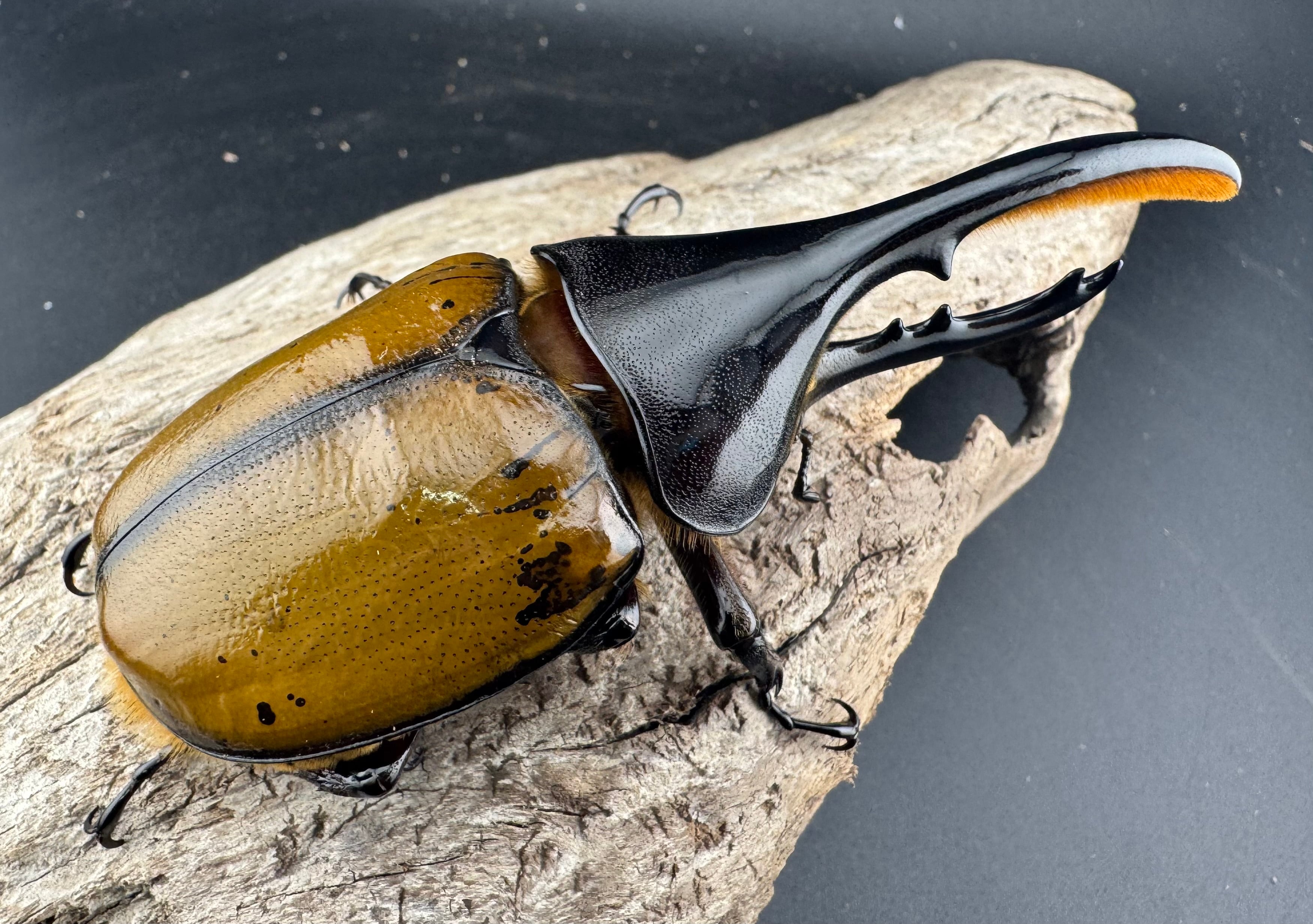 ヘラクレス・モリシマイ 煌血統/煌血統アウトライン 100mm ペア