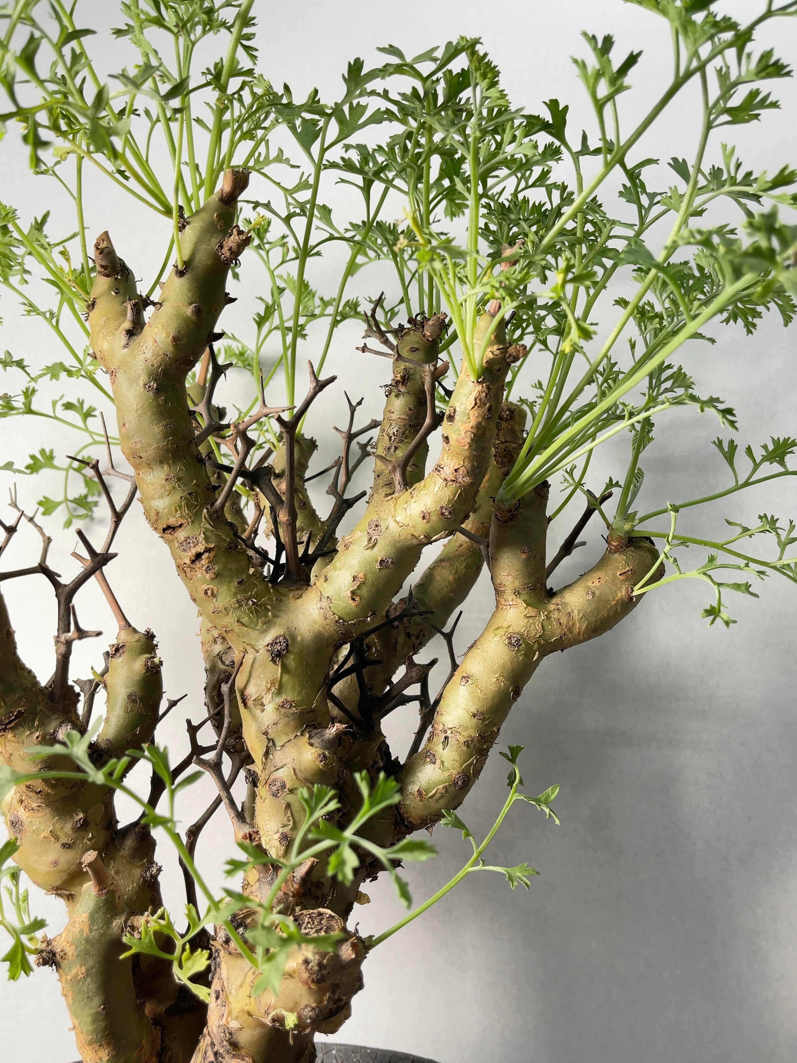 ペラルゴニウム・クリズミフォリウム | trigger