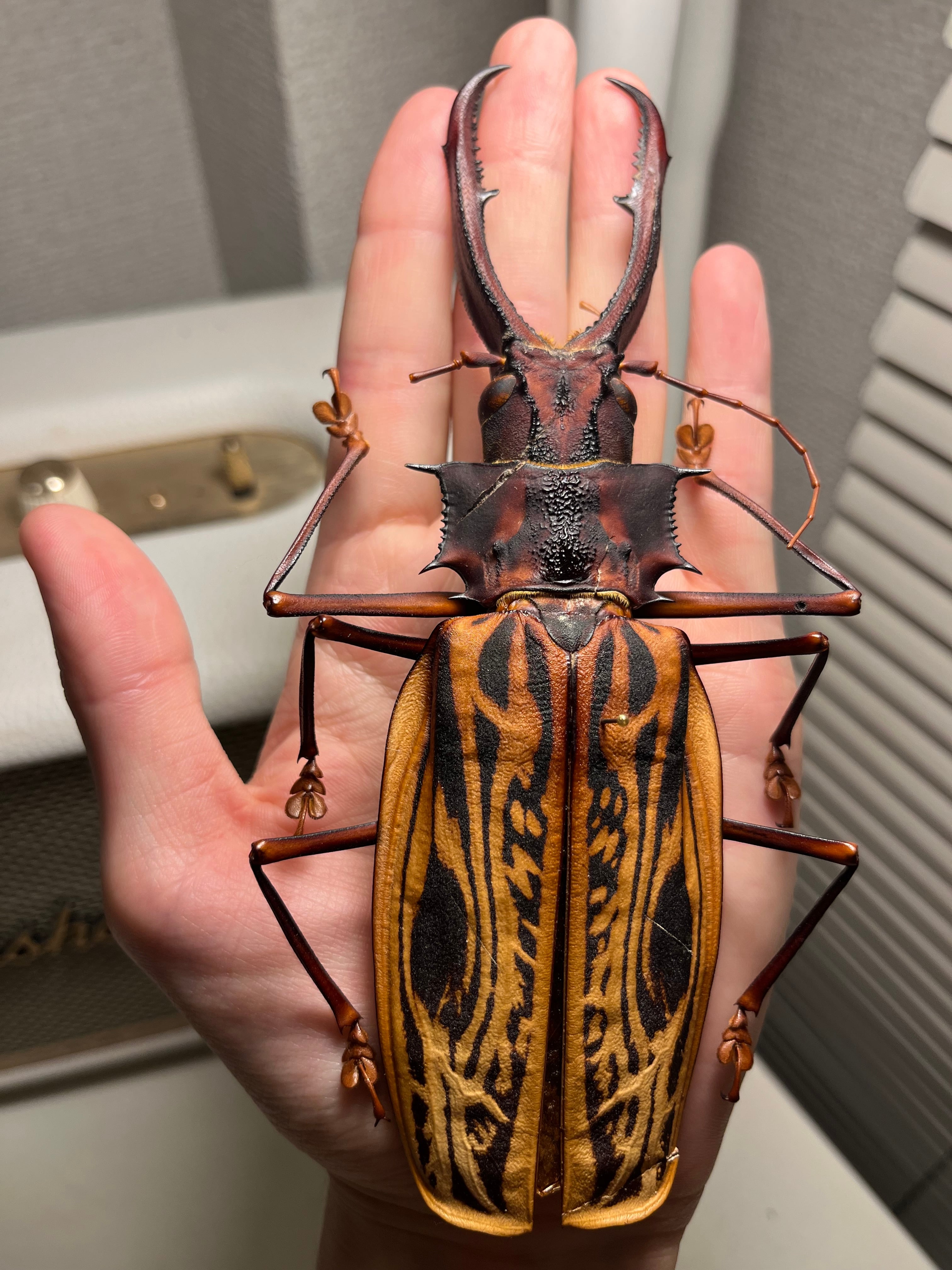 150mm】タイタンオオウスバカミキリ カブトムシクワガタハナムグリ