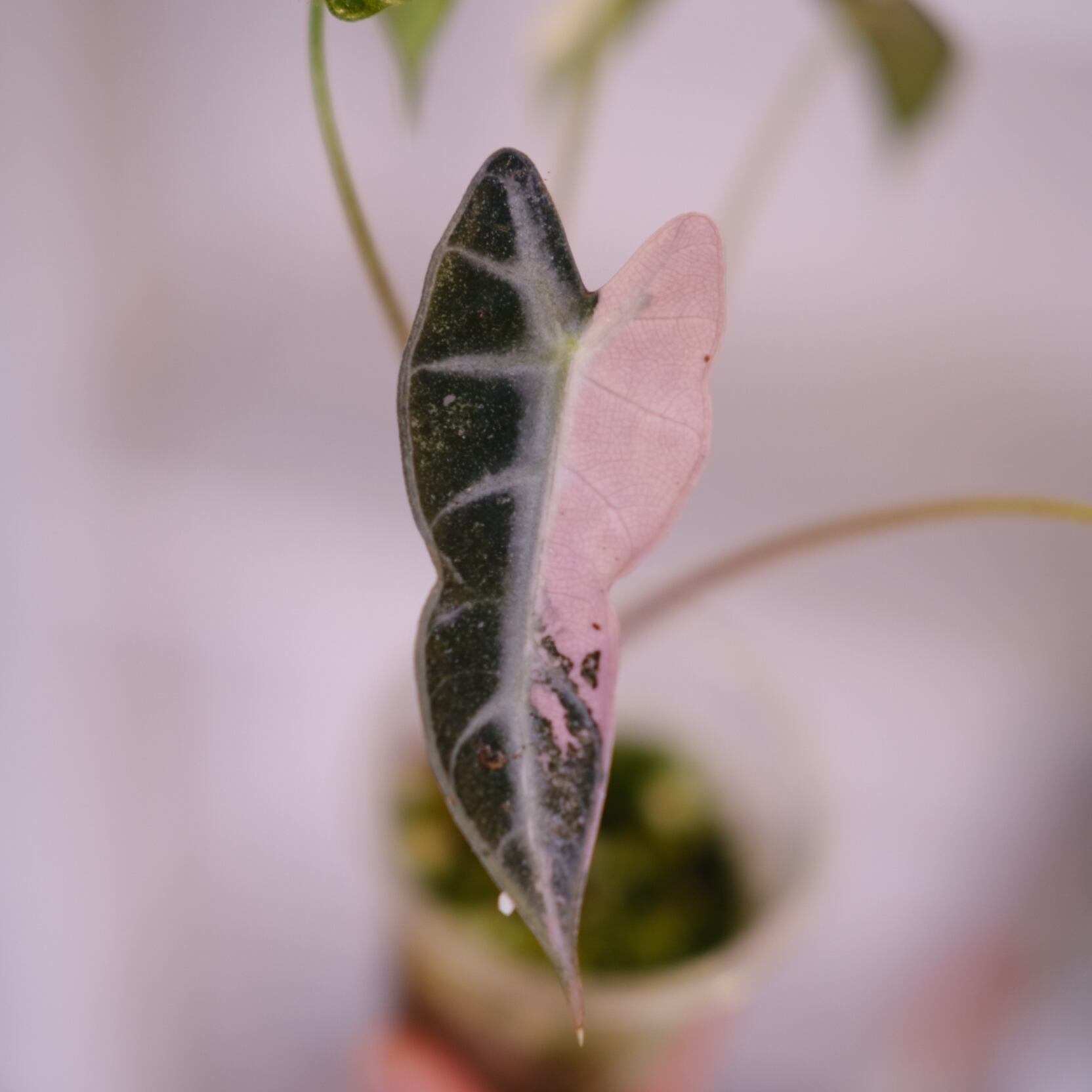 アロカシア バンビーノ ピンク│Alocasia bambino Pink⑮│観葉植物