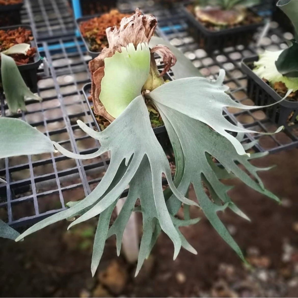 P. veitchii AR #1 (pup) Select 【artPLANTs】 ビカクシダ/コウモリ