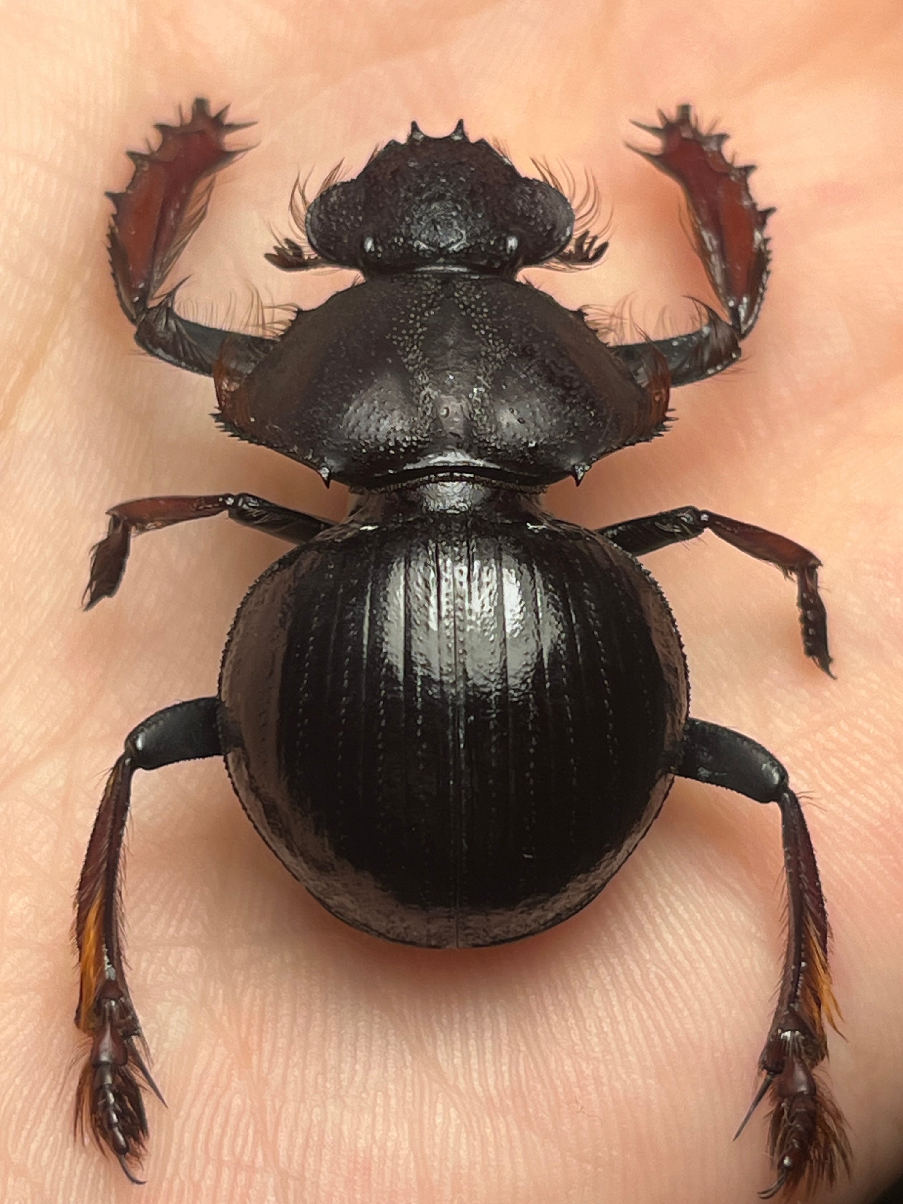属内最大種】Pachysoma rodriguesiアカアシタマオシハネナシタマオシ