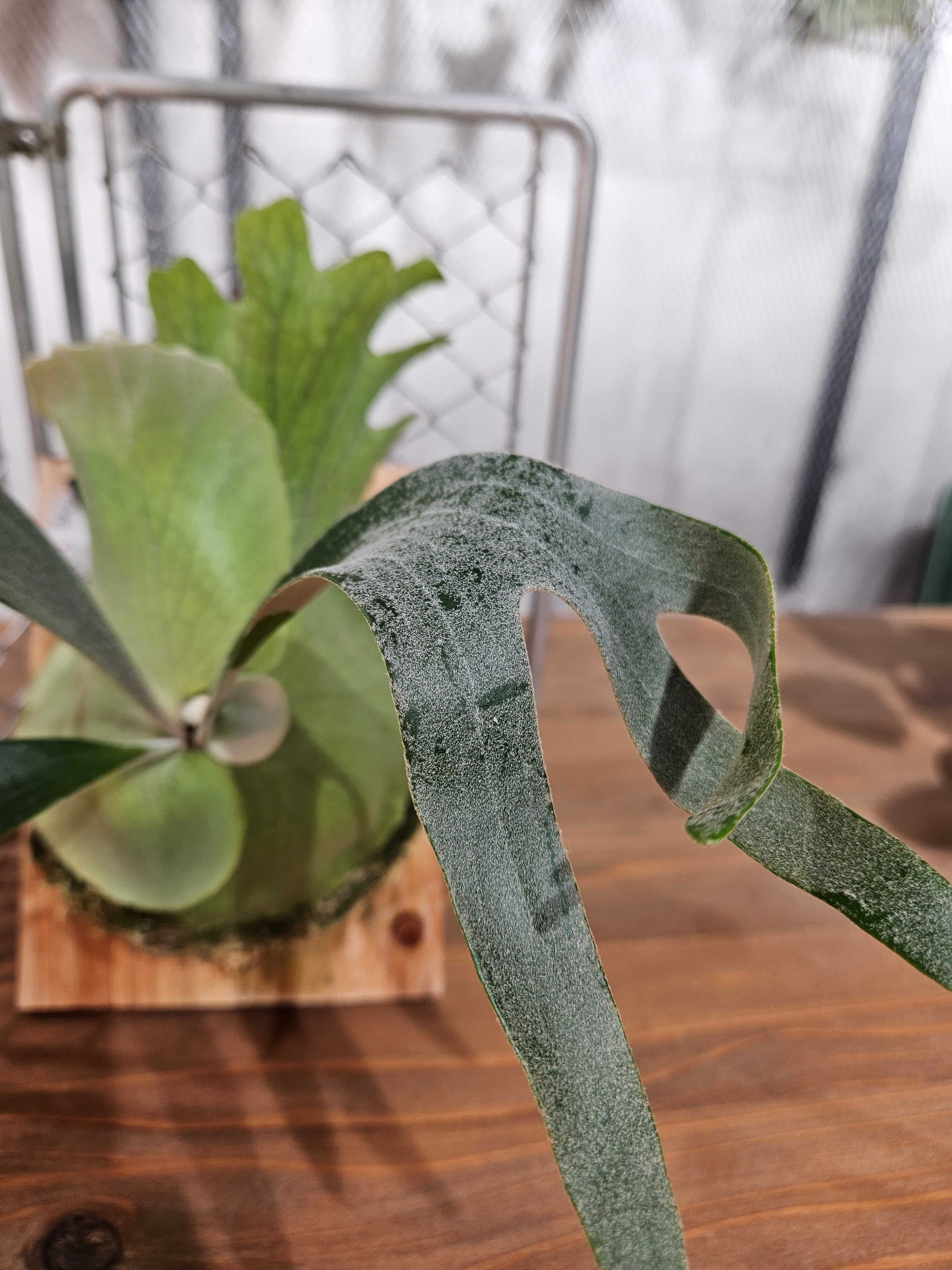 P.Spore White【artPLANTs/PLANTS GARAGE 】ビカクシダ/Platycerium