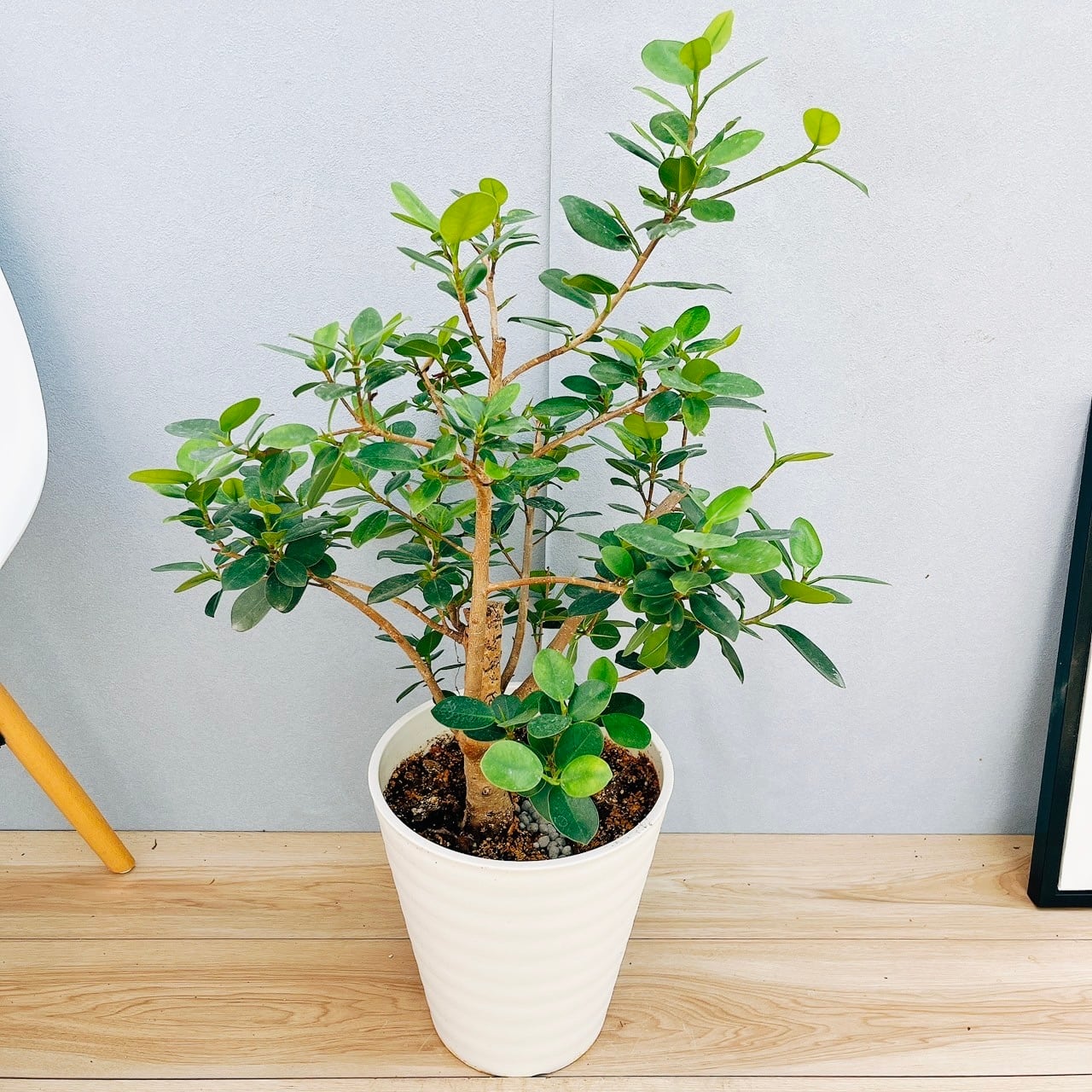 接木 パンダガジュマル斑入り 大苗 パンダガジュマル 斑入り 希少 接木