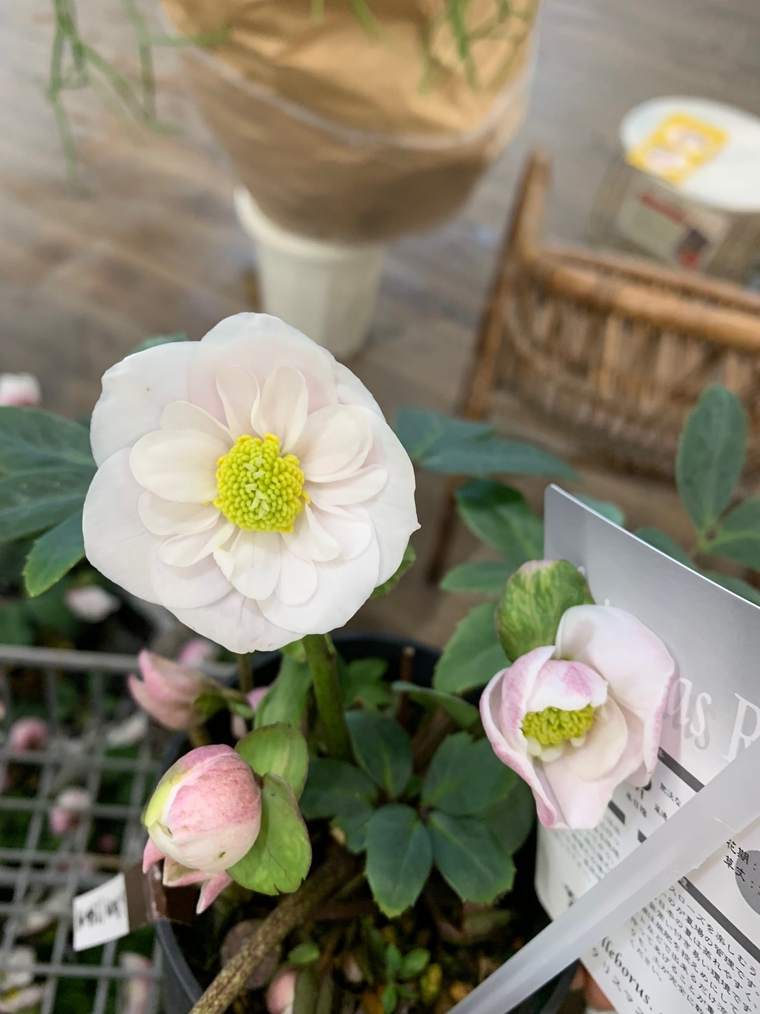 希少‼ セミダブルクリスマスローズピンクニゲル 原種系クリスマス