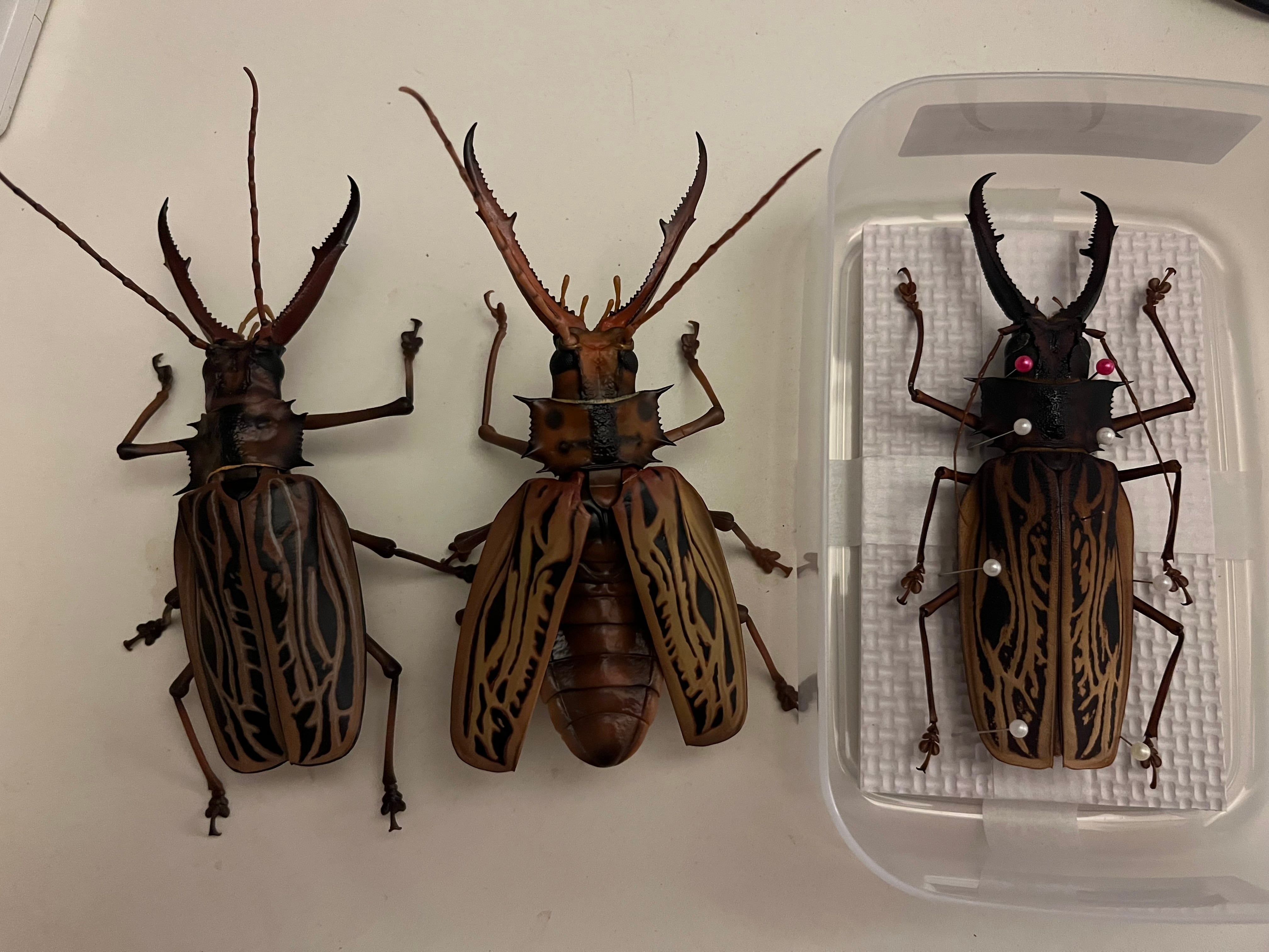 150mmup】オオキバウスバカミキリ標本 Macrodontia cervicornis