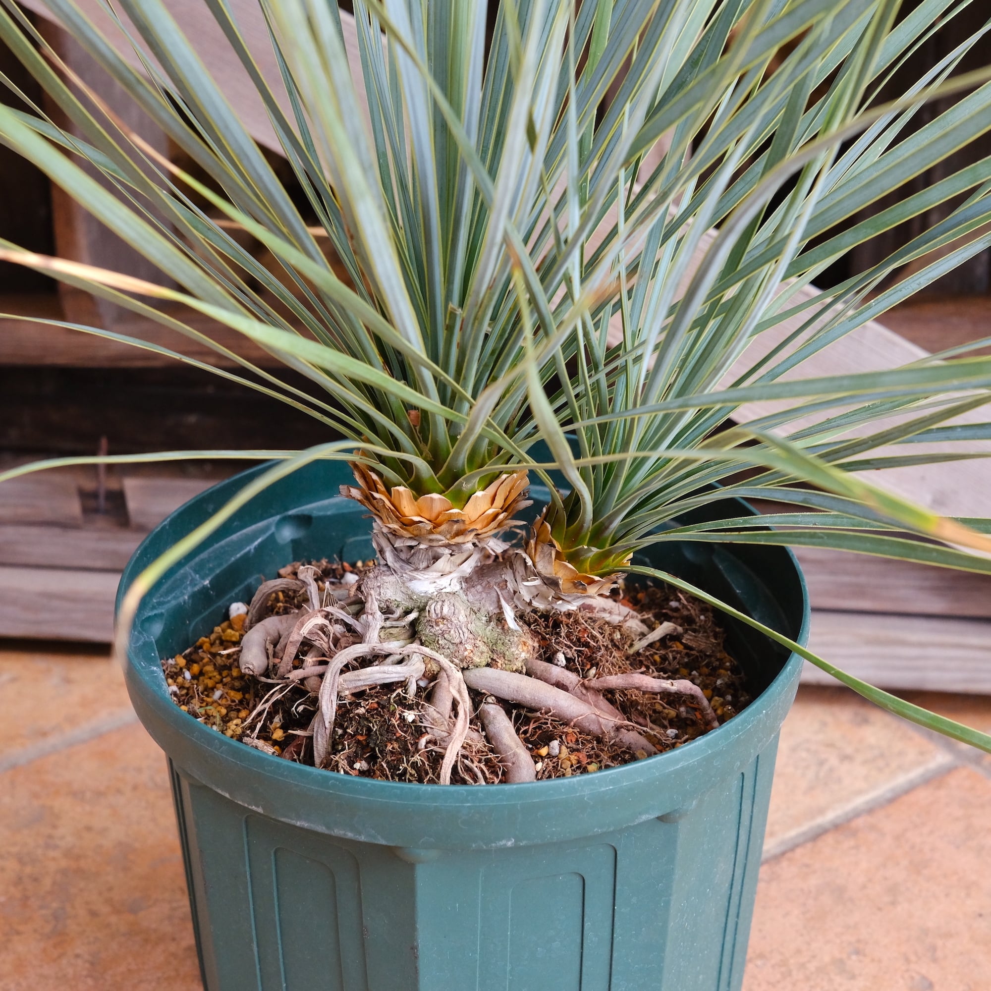 ユッカ ロストラータ【24-643】超美形 シルバーブルー ユッカ