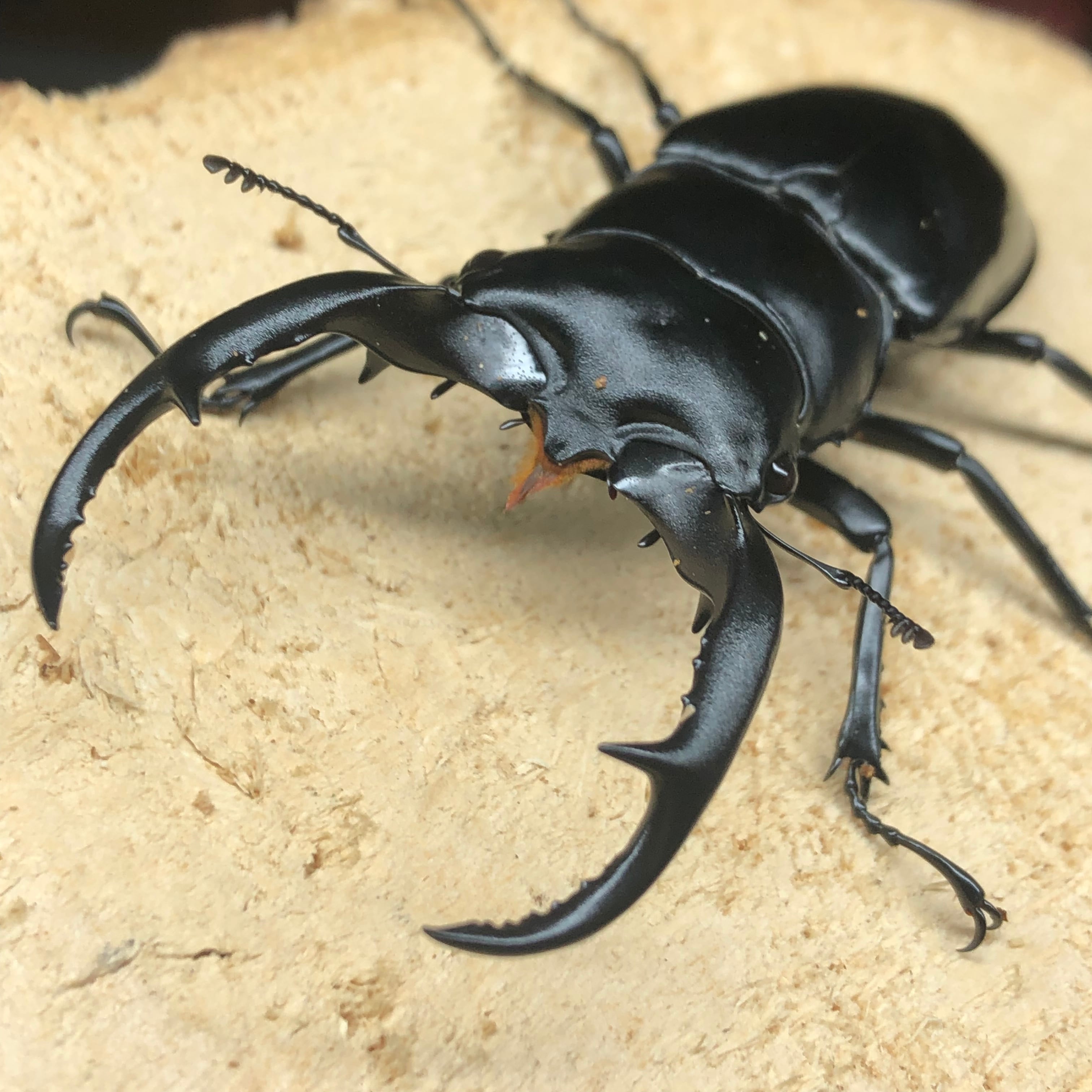 当店7/26入荷 Wildウエストウッディカズミアエ70mmペア | ドルクスあかね