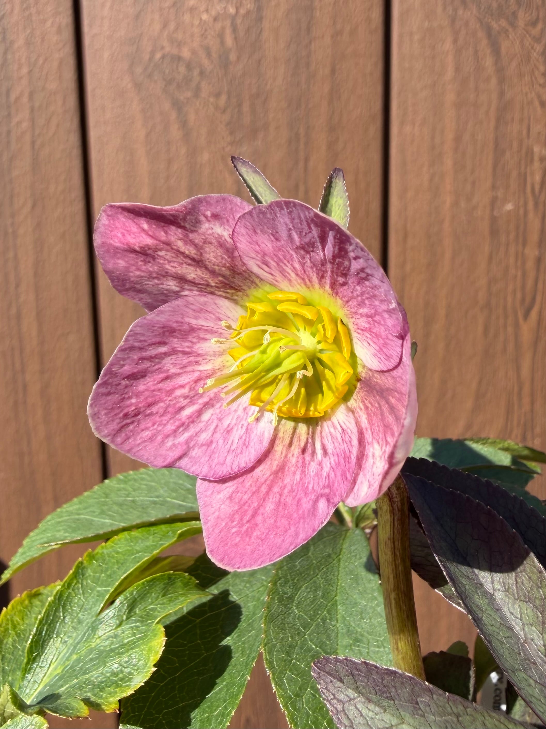 ポーセリンhyb. 大木ナーサリー クリスマスローズ【Og19】送料無料