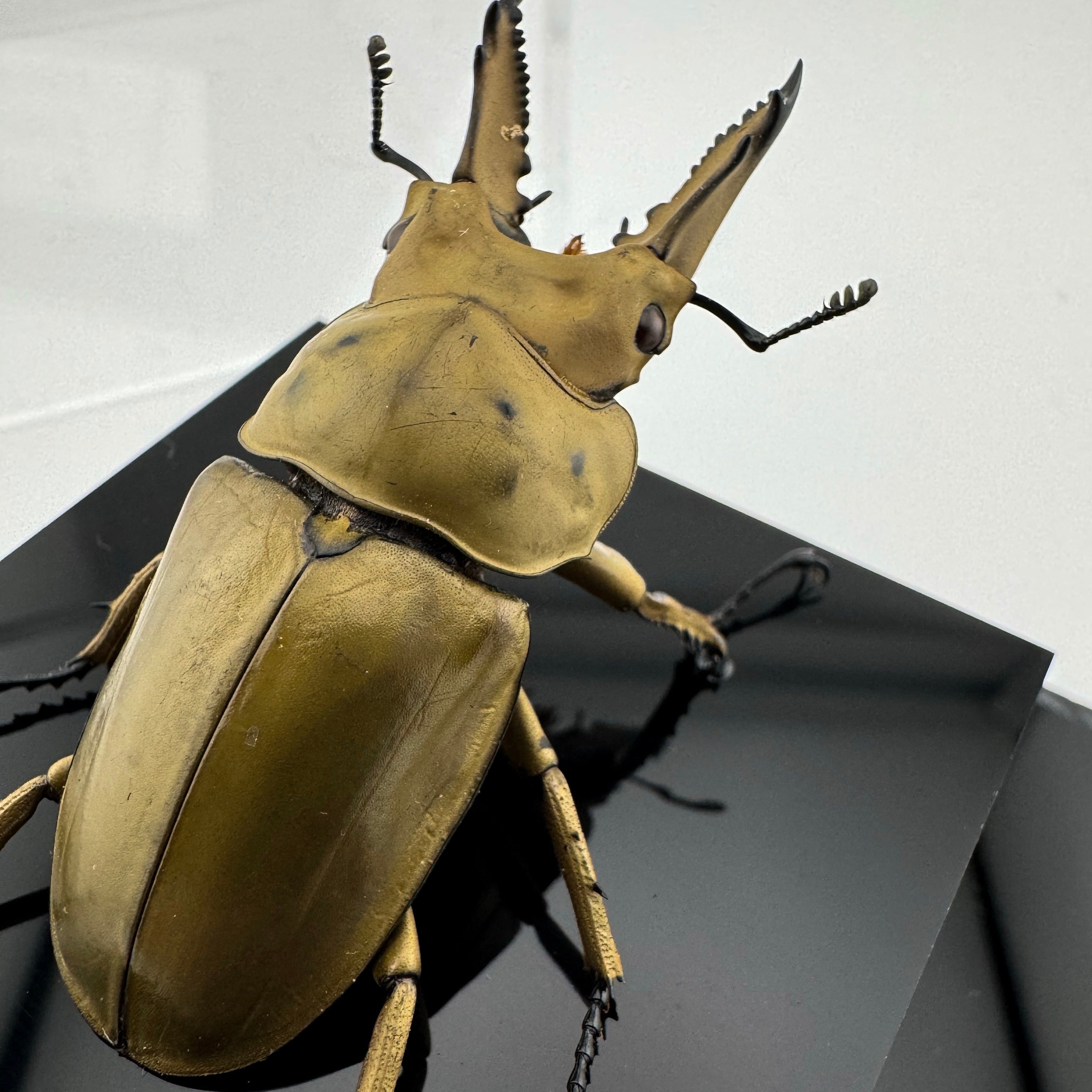 オウゴンオニクワガタ 立体標本 | cielbeetles