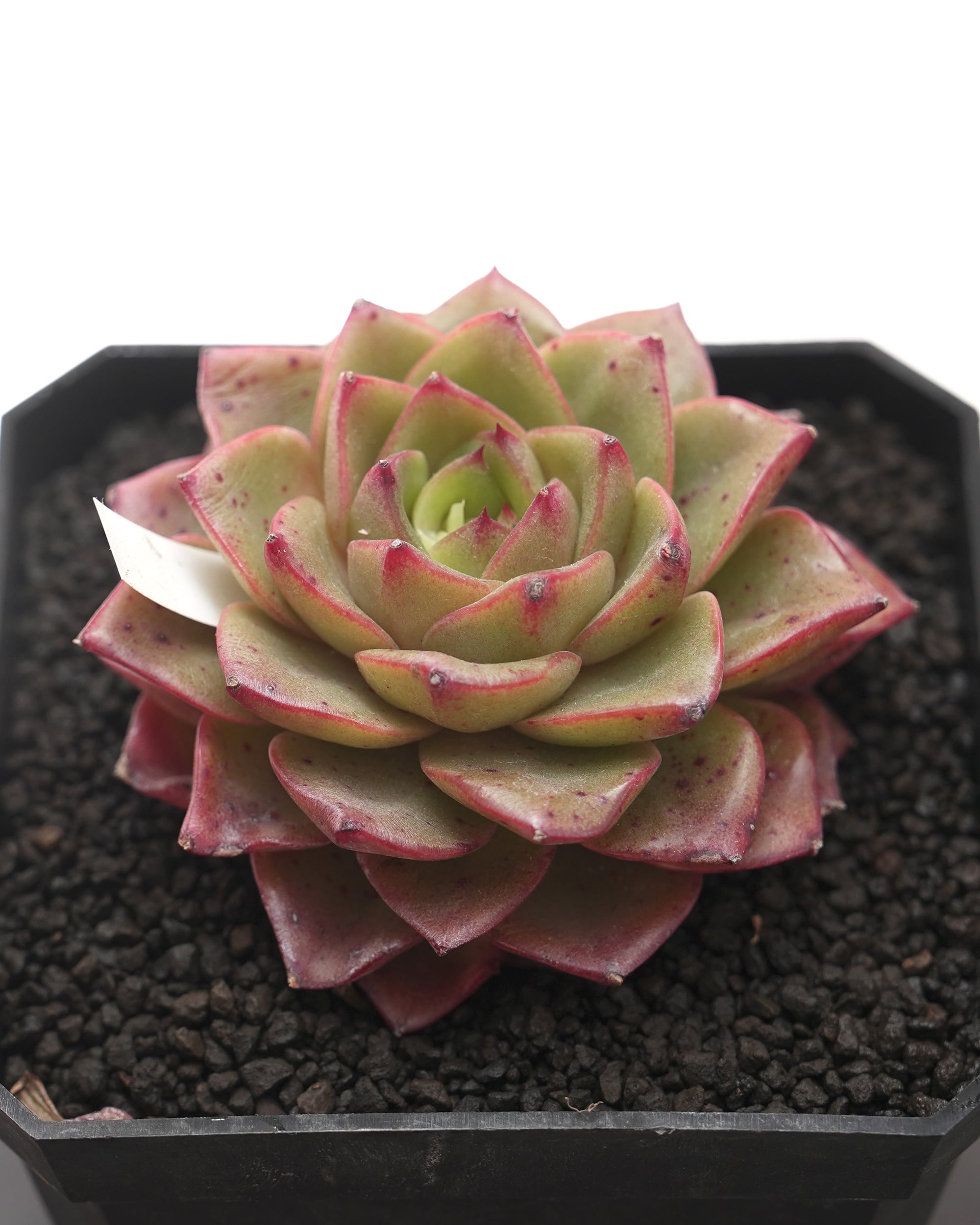 抜き苗 アエオニウム 魅金ローズ錦 Aeonium 'Charm Golden Rose