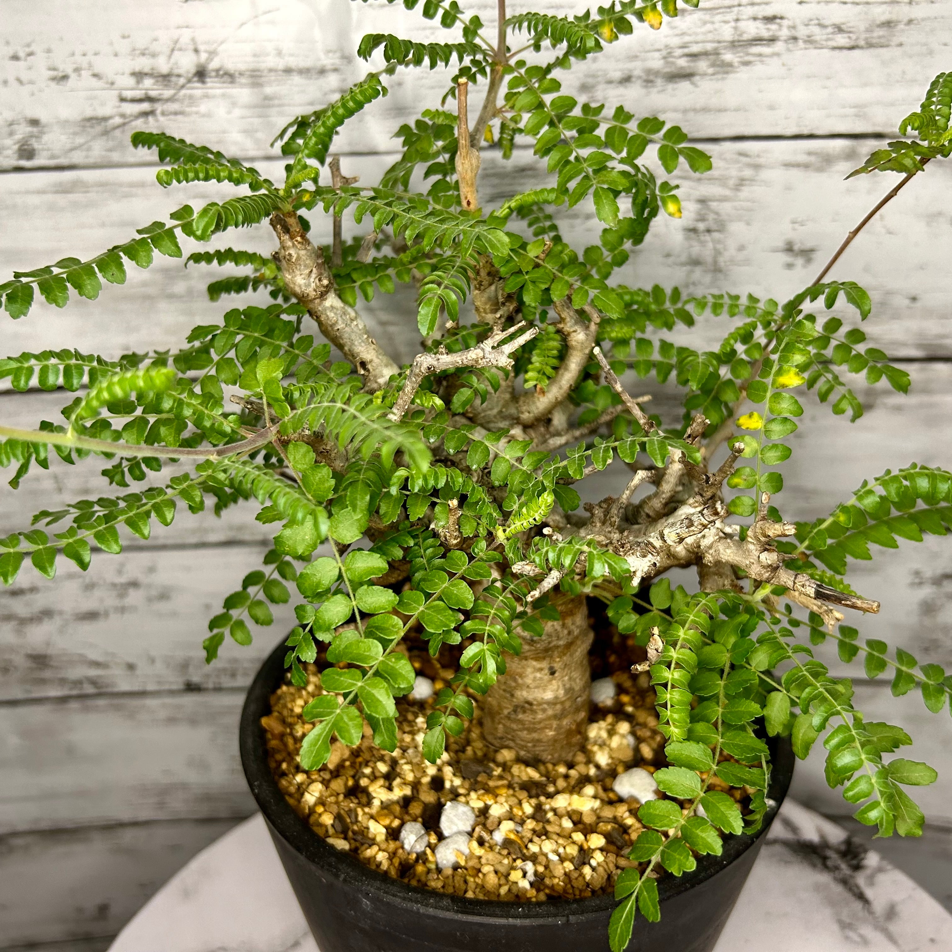 パキポディウム グラキリス 現地球 発根済み 塊根植物 多肉 【公式通販】